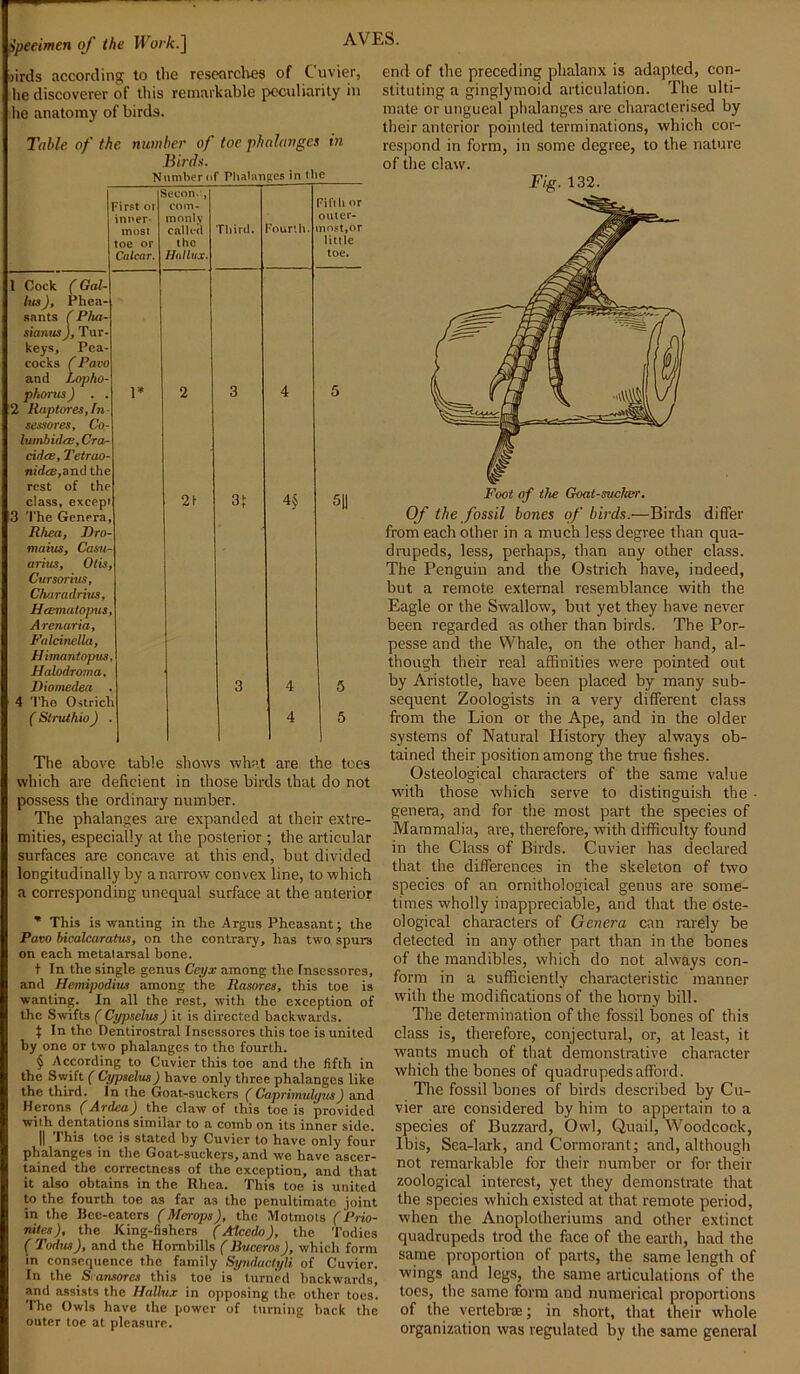 AVES. Specimen of the Work.] >irds according to the researches of Cuvier, lie discoverer of this remarkable peculiarity in he anatomy of birds. Table of the number of toe phalanges in Birds. Number nf Phalanges in tlie First or inner- most toe or Calcar. Secon., com- monly called the Hallux. 1 Cock (Gal his), Phea- sants ( Pha- sianus), Tur keys. Pea cocks (Paco and Lopho- phorns) . . 2 Rapt ores. In sessores, Co- Iwmbidee, Cra- cidcs, Tetrao nidee,and the rest of the class, except ! The Genera, Rhea, Dro- maius, Casu arias, Otis, Cur sorius, Charadrius, Hanna (opus, Arenaria, Falcinella, Himantopus, Halodroma. Diomedea . 4 The Ostrich ( Struthio ) Third. Fourth. 2t 3t 4$ Fifth or outer- most,or little toe. 5|| 4 4 The above table shows what are the toes which are deficient in those birds that do not possess the ordinary number. The phalanges are expanded at their extre- mities, especially at the posterior ; the articular surfaces are concave at this end, but divided longitudinally by a narrow convex line, to which a corresponding unequal surface at the anterior * This is wanting in the Argus Pheasant; the Pavo bicalcaratus, on the contrary, has two spurs on each metatarsal bone. t In the single genus Ceyx among the Inscssores, and Hemipodius among the Rasores, this toe is wanting. In all the rest, with the exception of the Swifts ( Cypselus) it is directed backwards. f In the Dentirostral Insessorcs this toe is united by one or two phalanges to the fourth. § According to Cuvier this toe and the fifth in the Swift ( Cypselus) have only three phalanges like the third. In the Goat-suckers ( Caprimulyns) and Herons (Ardca) the claw of this toe is provided with dentations similar to a comb on its inner side. || This toe is stated by Cuvier to have only four phalanges in the Goat-suckers, and we have ascer- tained the correctness of the exception, and that it also obtains in the Rhea. This toe is united to the fourth toe as far a3 the penultimate joint in the Rce-eaters (Merops), the Motmots (Prio- nites), the King-fishers (Alcedo), the Todies ( Tudus), and the Hornbills (Buceros), which form in consequence the family Synductyli of Cuvier. In the S amores this toe is turned backwards, and assists the Hallux in opposing the other toes. The Owls have the power of turning back the outer toe at pleasure. end of the preceding phalanx is adapted, con- stituting a ginglymoid articulation. The ulti- mate or ungueal phalanges are characterised by their anterior pointed terminations, which cor- respond in form, in some degree, to the nature of the claw. Fig. 132. Of the fossil bones of birds.—Birds differ from each other in a much less degree than qua- drupeds, less, perhaps, than any other class. The Penguin and the Ostrich have, indeed, but a remote external resemblance with the Eagle or the Swallow, but yet they have never been regarded as other than birds. The Por- pesse and the Whale, on the other hand, al- though their real affinities were pointed out by Aristotle, have been placed by many sub- sequent Zoologists in a very different class from the Lion or the Ape, and in the older systems of Natural Plistory they always ob- tained their position among the true fishes. Osteological characters of the same value with those which serve to distinguish the - genera, and for the most part the species of Mammalia, are, therefore, with difficulty found in the Class of Birds. Cuvier has declared that the differences in the skeleton of two species of an ornithological genus are some- times wholly inappreciable, and that the oste- ological characters of Genera can rarely be detected in any other part than in the bones of the mandibles, which do not always con- form in a sufficiently characteristic manner with the modifications of the horny bill. The determination of the fossil bones of this class is, therefore, conjectural, or, at least, it wants much of that demonstrative character which the bones of quadrupedsafford. The fossil bones of birds described by Cu- vier are considered by him to appertain to a species of Buzzard, Owl, Quail, Woodcock, Ibis, Sea-lark, and Cormorant; and, although not remarkable for their number or for their zoological interest, yet they demonstrate that the species which existed at that remote period, when the Anoplotheriums and other extinct quadrupeds trod the face of the earth, had the same proportion of parts, the same length of wings and legs, the same articulations of the toes, the same form and numerical proportions of the vertebra; in short, that their whole organization was regulated by the same general