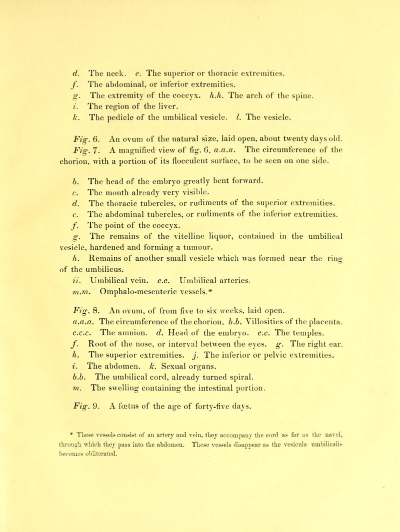 d. The neck. e. The superior or thoracic extremities. f. The abdominal, or inferior extremities. g. The extremity of the coccyx, h.h. The arch of the spine. i. The region of the liver. k. The pedicle of the umbilical vesicle. 1. The vesicle. Fig. 6. An ovum of the natural size, laid open, about twenty days old. Fig. 7. A magnified view of fi<>\ 6, a.a.a. The circumference of the chorion, with a portion of its flocculent surface, to be seen on one side. b. The head of the embryo greatly bent forward. c. The mouth already very visible. d. The thoracic tubercles, or rudiments of the superior extremities, c. The abdominal tubercles, or rudiments of the inferior extremities. f. The point of the coccyx. g. The remains of the vitelline liquor, contained in the umbilical vesicle, hardened and forming a tumour. li. Remains of another small vesicle which was formed near the ring of the umbilicus. ii. Umbilical vein. e.e. Umbilical arteries, m.m. Omphalo-mesenteric vessels.* Fig. 8. An ovum, of from five to six weeks, laid open. а. a.a. The circumference of the chorion. 6.6. Villosities of the placenta. c.c.c. The amnion, d. Head of the embryo, e.e. The temples. f. Root of the nose, or interval between the eyes. g. The right ear. h. The superior extremities, j. The inferior or pelvic extremities. i. The abdomen, k. Sexual organs. б. 6. The umbilical cord, already turned spiral. m. The swelling containing the intestinal portion. Fig. 9. A fcetus of the age of forty-five days. * These vessels consist of an artery and vein, they accompany the cord as far as the navel, through which they pass into the abdomen. These vessels disappear as the vesicula umbiliealis becomes obliterated.