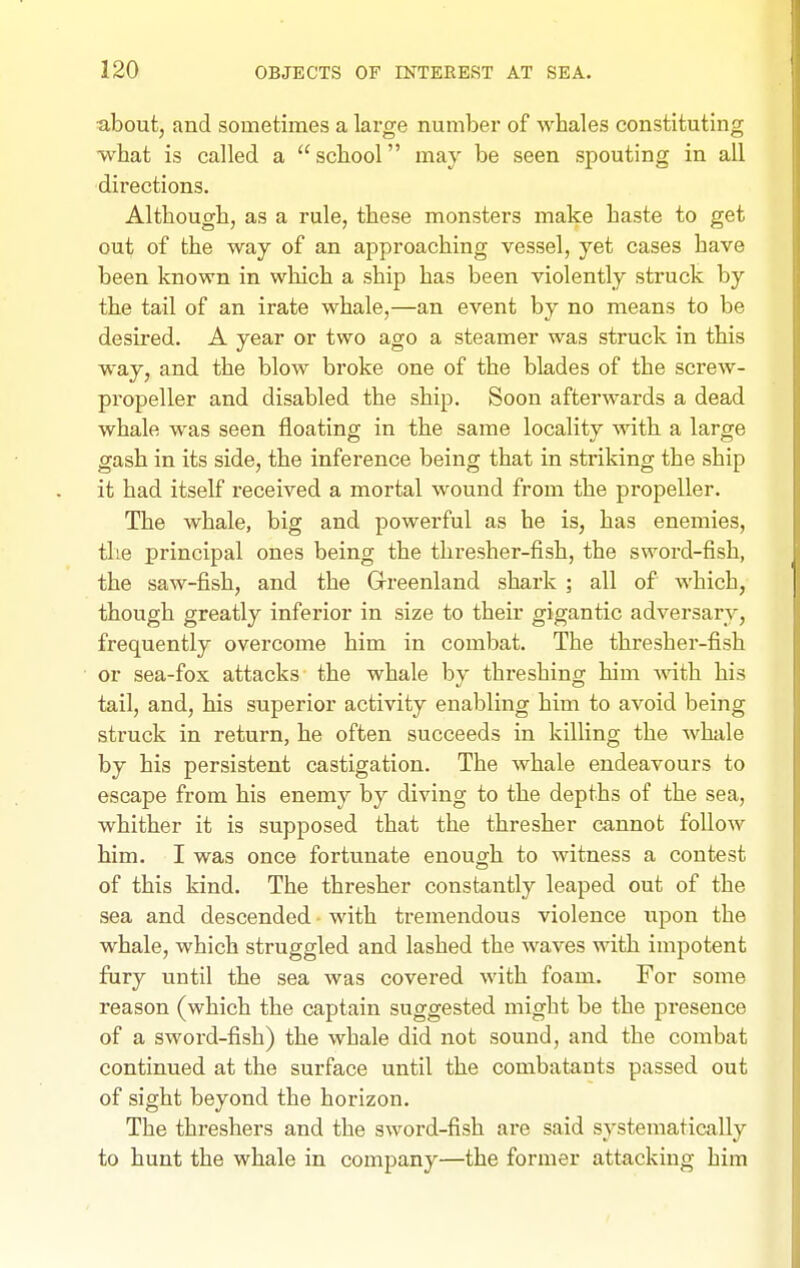 ■about, and sometimes a large number of whales constituting what is called a school may be seen spouting in all directions. Although, as a rule, these monsters make haste to get oulj of the way of an approaching vessel, yet cases have been known in which a ship has been violently struck by the tail of an irate whale,—an event by no means to be desired. A year or two ago a steamer was struck in this way, and the blow broke one of the blades of the screw- propeller and disabled the ship. Soon afterwards a dead whale was seen floating in the same locality with a large gash in its side, the inference being that in striking the ship it had itself received a mortal wound from the propeller. The whale, big and powerful as he is, has enemies, the principal ones being the thresher-fish, the sword-fish, the saw-fish, and the Grreenland shark ; all of which, though greatly inferior in size to their gigantic adversary, frequently overcome him in combat. The thresher-fish or sea-fox attacks the whale by threshing him with his tail, and, his superior activity enabling him to avoid being struck in return, he often succeeds in killing the Avhiile by his persistent castigation. The whale endeavours to escape from his enemy by diving to the depths of the sea, whither it is supposed that the thresher cannot follow him. I was once fortunate enough to witness a contest of this kind. The thresher constantly leaped out of the sea and descended - with tremendous violence iipon the whale, which struggled and lashed the waves with impotent fury until the sea was covered with foam. For some reason (which the captain suggested might be the presence of a sword-fish) the whale did not sound, and the combat continued at the surface until the combatants passed out of sight beyond the horizon. The threshers and the swoi'd-fish are said systematically to hunt the whale in company—the former attacking him