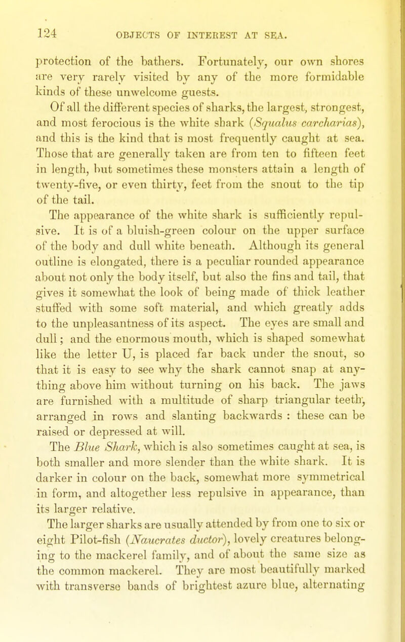 protection of the bathers. Fortunately, our own shores are very rarely visited by any of the more formidable kinds of these unwelcome guests. Of all the different species of sharks, the largest, strongest, and most ferocious is the white shark {Squalus carcharias), and this is the kind that is most frequently caught at sea. Those that are generally taken are from ten to fifteen feet in length, but sometimes these monsters attain a length of twenty-five, or even thirty, feet from the snout to the tip of the tail. The appearance of the white shark is sufficiently repul- sive. It is of a bluish-green colour on the upper surface of the body and dull white beneath. Although its general outline is elongated, there is a peculiar rounded appearance about not only the body itself, but also the fins and tail, that gives it somewhat the look of being made of thick leather stuffed with some soft material, and which greatly adds to the unpleasantness of its aspect. The eyes are small and dull; and the enormous mouth, which is shaped somewhat like the letter U, is placed far back under the snout, so that it is easy to see why the shark cannot snap at any- thing above him without turning on his back. The jaws are furnished with a multitude of sharp triangular teeth, arranged in rows and slanting backwards : these can be raised or depressed at will. The Blue Shark, which is also sometimes caught at sea, is both smaller and more slender than the white shark. It is darker in colour on the back, somewhat more symmetrical in form, and altogether less repulsive in appearance, than its larger relative. The larger sharks are usually attended by from one to six or eight Pilot-fish {Naucrates ductor), lovely creatures belong- ing to the mackerel family, and of about the same size as the common mackerel. They are most beautifully marked with transverse bands of brightest azure blue, alternating