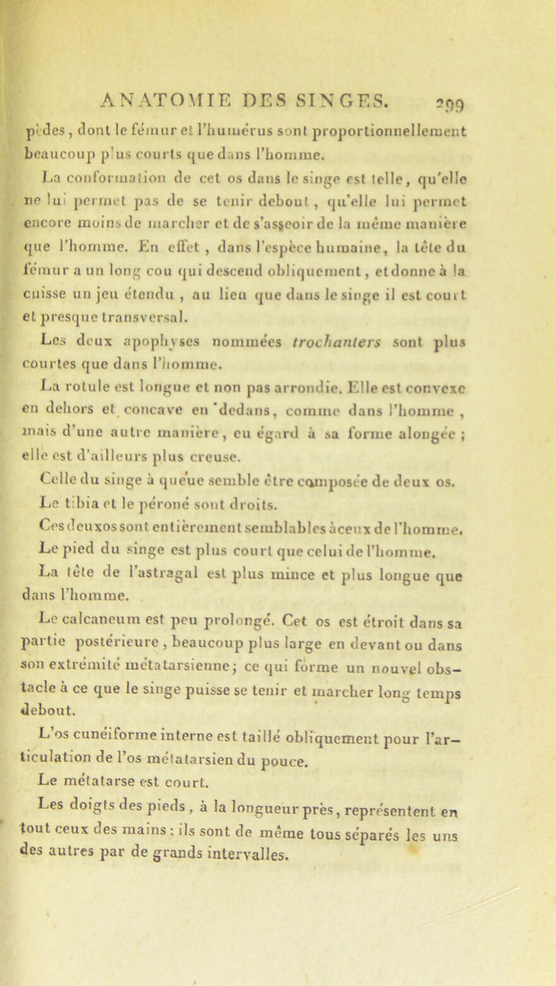 A N AT O MIE D E S SIN G F. S. 209 pî des, dont le fémur et l’humérus sont proporlionnellerueut beaucoup p'us courts tjuedaiis l’homme. La conformation de cet os dans le singe est (elle, qu'elle ne lui permet pas de se tenir debout, qu’elle lui permet encore moins de niarcher et de s’asseoir de la même manière que rhomzne. En effet, dans l'espèce humaine, la tête du fémur a un long cou qui descend obliquement, etdonneà la cuisse un jeu étendu , au lieu que dans le singe il est coui t et presque transversal. Los deux apophyses nommées trochanters sont plus courtes que dans l’homme. La rotule est longue et non pas arrondie. Elle est convexe en dehors et concave en'dedans, comme dans l’homme , mais d’une auti'e manière, eu égard ù sa forme alongée ; elle est d’ailleurs plus creuse. Celle du singe à queue semble être ccvnposéc de deux os. Le tibia et le péroné sont droits. Cesdeuxossont entièrement semblables à ceux de l'homme. Le pied du singe est plus court que celui de l’homme. La tête de l’astragal est plus mince et plus longue que dans l'homme. Le calcanéum est pou prolongé. Cet os est étroit dans sa partie postérieure , beaucoup plus large en devant ou dans son extrémité métatarsienne j ce qui forme un nouvel obs- tacle à ce que le singe puisse se tenir et marcher long temps debout. L os cunéiforme interne est taille obliquement pour l’ar- ticulation de l’os métatarsien du pouce. Le métatarse est court. Les doigts des pieds, à la longueur près, représentent en tout ceux des mains ; ils sont de même tous séparés les uns des autres par de grands intervalles.