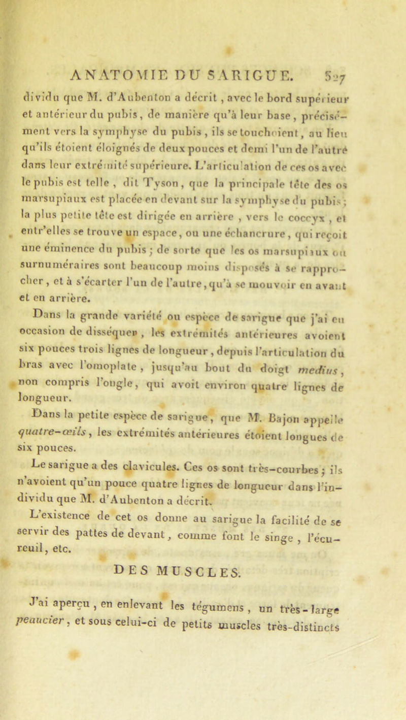 que M. d’Aubenlon a de'crit , avec le bord supérieur et antérieur du pubis, de manière qu’à leur base, précisé- ment vers la symphyse du pubis , ils se louchoienl, au lieu qu’ils étoient éloignés de deux pouces et demi l’un de l’autr<^ dans leur extrémité supérieure. L’articulation de res os avec le pubis est telle , dit Tyson, que la principale tête des os marsupiaux est placée en devant sur la symphyse du pubis'; la plus petite tête est dirigée en arrière , vers le coccyx , ei entr elles se trouve un espace, ou une échancrure , qui reçoit une éminence du pubis ; de sorte que les os marsupiiux cm surnuméraires sont beaucoup moins disposés à se rappro- cher , et à s ecarter 1 un de l’autre,qu’à se mouvoir en avant et en arrière. Dans la gr.inde variété ou espèce de sarigne que j’ai eu occasion de disséquep , les extrémités antérieures avoient six pouces trois lignes de longueur, depuis l’articulation du bras avec l’oiuoplate , jusqu’au bout du doigt médius, non compris l’ongle, qui avoit environ quatre lignes de longueur. Bans la petite espèce de sarigue, que M. Bajon appelle quatre-œils, les extrémités antérieures étoient longues de six pouces. Le sarigue a des clavicules. Ces os sont très-courbes j ils n’avoient qu’un pouce quatre lignes de longueur dans l’in- dividu que M. d’Aubenton a décrit» L’existence de cet os donne au sarigue la facilité de se servir des pattes de devant, comme font le singe, l’écu- reuil, etc. des muscles. J ai aperçu , en enlevant les tégumens , un très-large peaucier, et sous celui-ci de petits muscles très-distincts