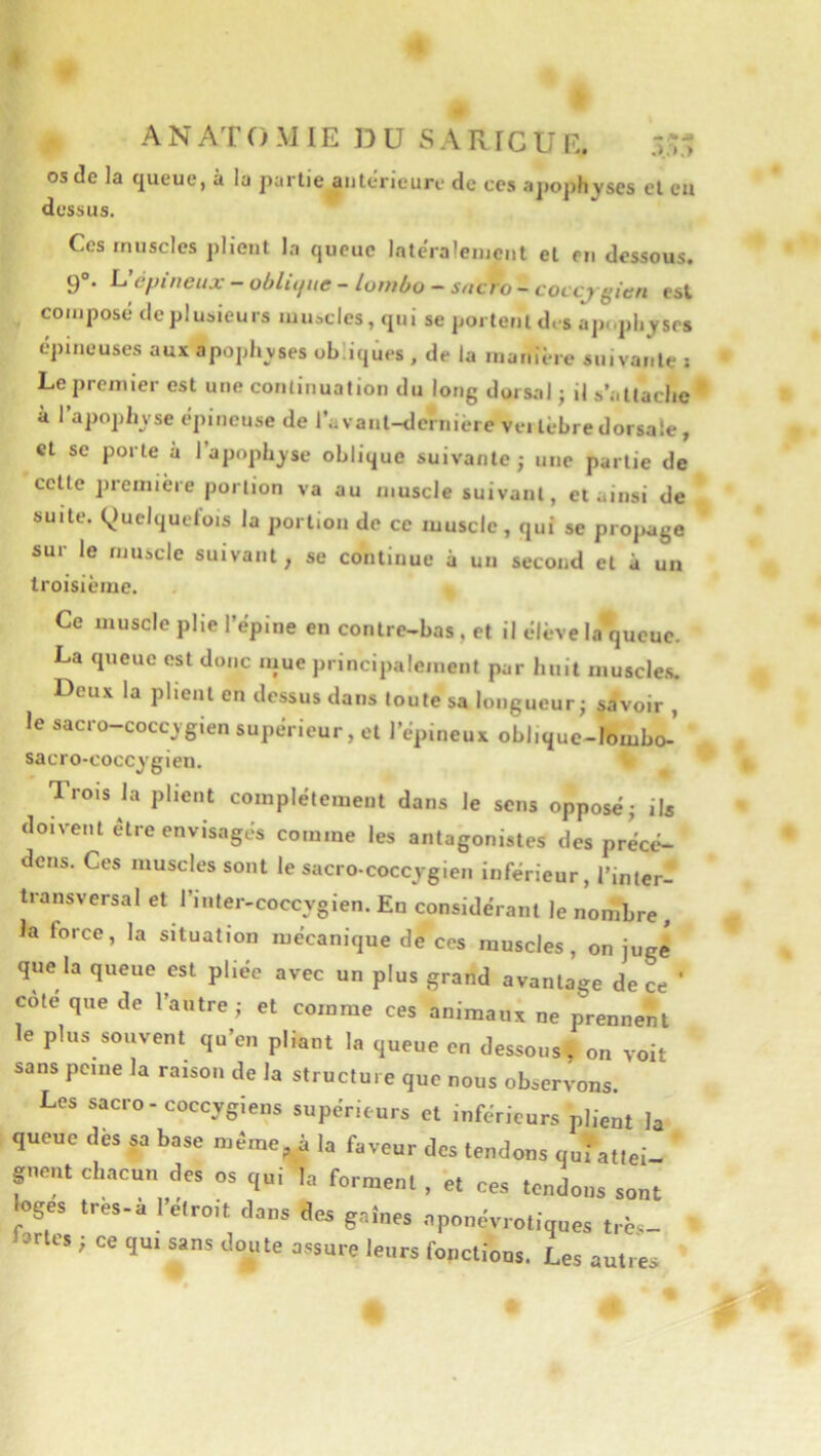 I ANATOMIE DU SArxICUE. .1.' os<3e la cjueue, à la partie aiiteneurf de ces a]ioj)hyses et eu dessus. Ces muscles plient la queue Inleraleiueiit et en dessous. g°. ^ épineux — oblujue - lonibü — sncro - coccj'gien est composé de plusieurs luuscles, qui se portent des apophyses épineuses aux apophyses obliques , de la manière suivante ; Le premier est une continuation du long dorsal ; il s’attache * à l’apophvse épinense de l’avant-dernière veitèbredorsale, et se porte à l’apoph^'se oblique suivante ; une partie de cette première portion va au muscle suivant, et ainsi de suite. (^Quelquefois la portion de ce muscle, qui se projwge sur le muscle suivant, se continue à uii second et à un troisième. Ce muscle plie l’épine en contre-bas, et il élève la queue. La queue est donc mue principalement par huit muscle.s. Deux la plient en dessus dans toute sa longueur; savoir , le sacro-coccjgien supérieur, et l’épineux oblique-lombo-’ sacro-coccygieii. Trois la plient complètement dans le sens opposé; ils doivent être envisagés comme les antagonistes des précé- dons. Ces muscles sont le sacro-coccygien inférieur, l’inter- transversal et l’inter-coccygien. Eu considérant le nombre , la force, la situation mécanique de ces muscles, on jugé que la queue est pliée avec un plus grand avantage de ce ' cote que de l’autre; et comme ces animaux ne prennent le plus souvent qu’en pliant la queue en dessous, on voit sans peine la raison de la structure que nous observons. Les sacro-coccygiens supérieurs et inférieurs plient la queue dès sa base même^^à la faveur des tendons qui attei- gnent chacun des os qu, la forment . et ces tendons sont loges très-à l’étroit dans des gaines aponévrotiques trè._ Drtes ; ce qui sans doute assure leurs fonctions. Les autres