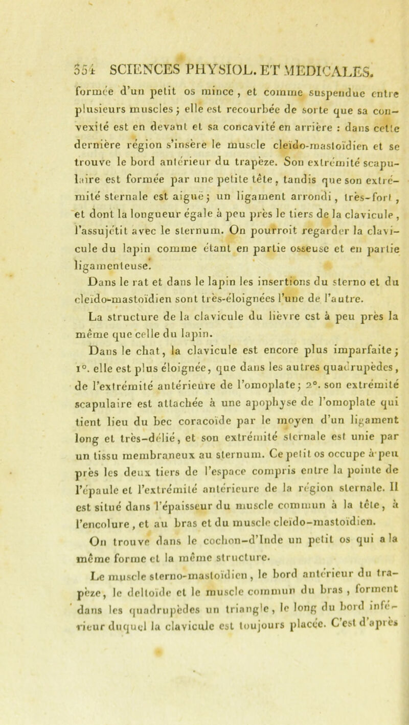 formée d’un petit os mince , et comme suspendue entre plusieurs muscles j elle est recourbée de sorte que sa con- vexité est en devant et sa concavité en arrière : dans cette dernière région s’insère le muscle cleïdo-raasloïdien et se trouve le bord antérieur du trapèze. Son extrémité scapu- laire est formée par une petite tête , tandis que son extré- mité sternale est aiguë j un ligament arrondi, très-fort , et dont la longueur égale à peu près le tiers de la clavicule , l’assujétit avec le sternum. On pourroit regarder la clavi- cule du lapin comme étant en partie osseuse et en partie T ' • ligamenteuse. Dans le rat et dans le lapin les insertions du sterno et du deïdo-mastoïdien sont très-éloignées l’une de l’autre. La structure de la clavicule du lièvre est à peu près la même que celle du lapin. Dans le chat, la clavicule est encore plus imparfaite; 1°. elle est plus éloignée, que dans les autres quadrupèdes, de l’extrémité antérieure de l’omoplate; 2®. son extrémité scapulaire est attachée à une apoph_yse de l’omoplate qui lient lieu du bec coracoïde par le moyen d’un ligament long et très-délié, et son extrémité sternale est unie par un tissu membraneux au sternum. Ce petit os occupe à-peu près les deux tiers de l’espace compris entre la pointe de l’épaule et l’extrémité antérieure de la région sternale. II est situé dans l’épaisseur du muscle commun à la tête, à l’encolure, et au bras et du muscle clcido-mastoïdicn. On trouve dans le cochon-d’lnde un petit os qui a la meme forme cl la même structure. Le mu.scle sterno-mastoïdien , le bord anterieur du tra- pèze, le deltoïde cl le muscle commun du bras , forment dans les f|iiadrupèdes un triangle, le long du bord infé- rieur duquel la clavicule est toujours placée. Cestdapiès