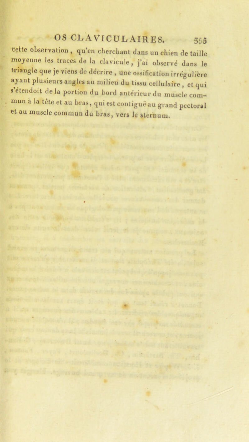 eehe observalion , qu’en cherchant dans un chien de taille moyenne les traces de la clavicule, j’ai observé dans le triangle que je viens de décrire , une ossification irrégulière ayant plusieurs angles au njilieu du tissu cellulaire , et qui s’etendoit delà portion du bord antérieur du muscle com- mun à la tête et au bras, qui est conliguëau grand pectoral et au muscle commun du bras, vers le sternum.