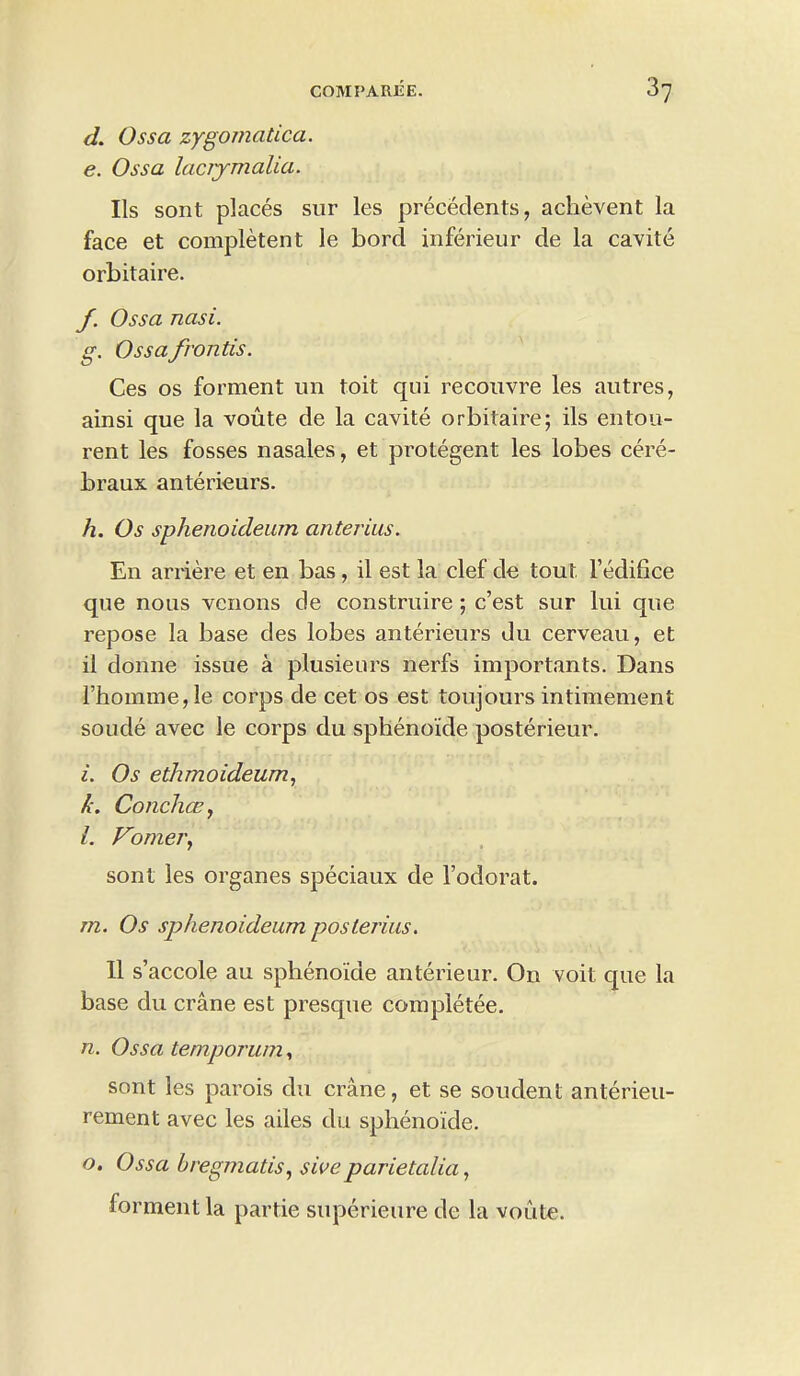 d. Ossa zygomatica. e. Ossa lacrymalia. Us sont places sur les precedents, achevent la face et completent le bord inferieur de la cavite orbitaire. f. Ossa nasi. g. Ossa fronds. Ces os forment un toit qui recouvre les antres, ainsi que la voute de la cavite orbitaire; ils entou- rent les fosses nasales, et protegent les lobes cere- braux anterieurs. h. Os sphenoideurn anterius. En arriere et en bas, il est la clef de tout, l’edifice que nous venons de construire; c’est sur lui que repose la base cles lobes anterieurs du cerveau, et il donne issue a plusieurs nerfs importants. Dans rhomme,le corps de cet os est toujours intimement soude avec le corps du spheno'ide posterieur. i. Os ethmoideum, h. Concha?, l. Vomer, sont les organes speciaux de 1’odorat. m. Os sphenoideurn posterius. 11 s’accole au sphenoide anterieur. On voit que la base du crane est presque completee. n. Ossa temporum, sont les parois du crane, et se soudent anterieu- rement avec les ailes du sphenoide. o. Ossa bregmatis, swe parietalia, forment la partie superieure de la voute.