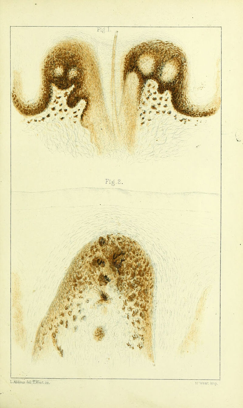 Fig.2. L-ALdcuE delXWest sc.