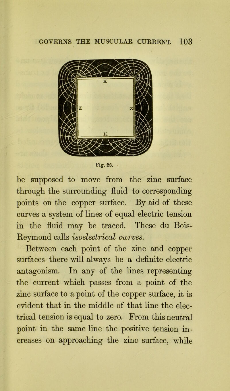 Fig. 28. . be supposed to move from the zinc surface through the surrounding fluid to corresponding points on the copper surface. By aid of these curves a system of lines of equal electric tension in the fluid may be traced. These du Bois- Beymond calls isoelectrical curves. Between each point of the zinc and copper surfaces there will always be a deflnite electric antagonism. In any of the lines representing the current which passes from a point of the zinc surface to a point of the copper surface, it is evident that in the middle of that line the elec- trical tension is equal to zero. From this neutral point in the same line the positive tension in- creases on approaching the zinc surface, while