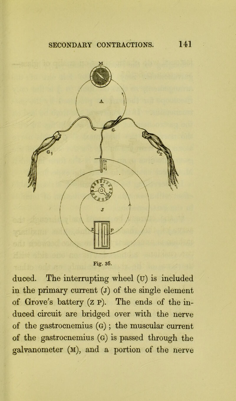 Fig. 36. duced. The interrupting wheel (u) is included in the primary current (j) of the single element of Grove's battery (z p). The ends of the in- duced circuit are bridged over with the nerve of the gastrocnemius (g) ; the muscular current of the gastrocnemius (g) is passed through the galvanometer (m), and a portion of the nerve