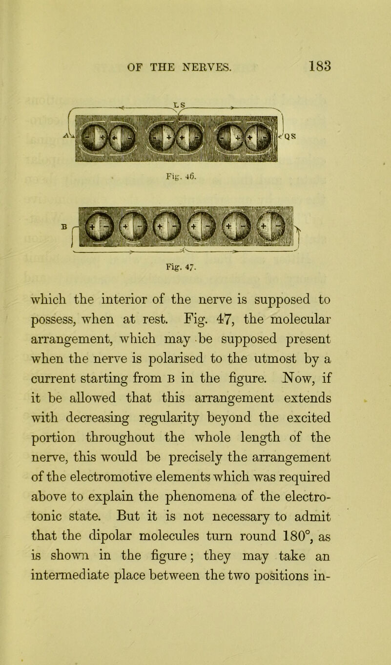 Fig. 46. Fig. 47. which the interior of the nerve is supposed to possess, when at rest. Fig. 47, the molecular arrangement, which may be supposed present when the nerve is polarised to the utmost by a current starting from B in the figure. Now, if it be allowed that this arrangement extends with decreasing regularity beyond the excited portion throughout the whole length of the nerve, this would be precisely the arrangement of the electromotive elements which was required above to explain the phenomena of the electro- tonic state. But it is not necessary to admit that the dipolar molecules turn round 180°, as is shown in the figure; they may take an intermediate place between the two positions in-