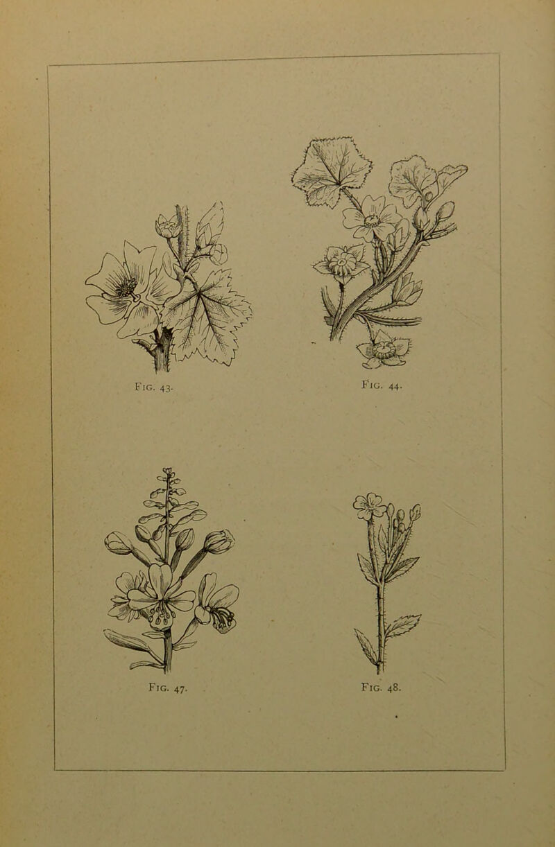 Fig. 47. Fig. 48. I