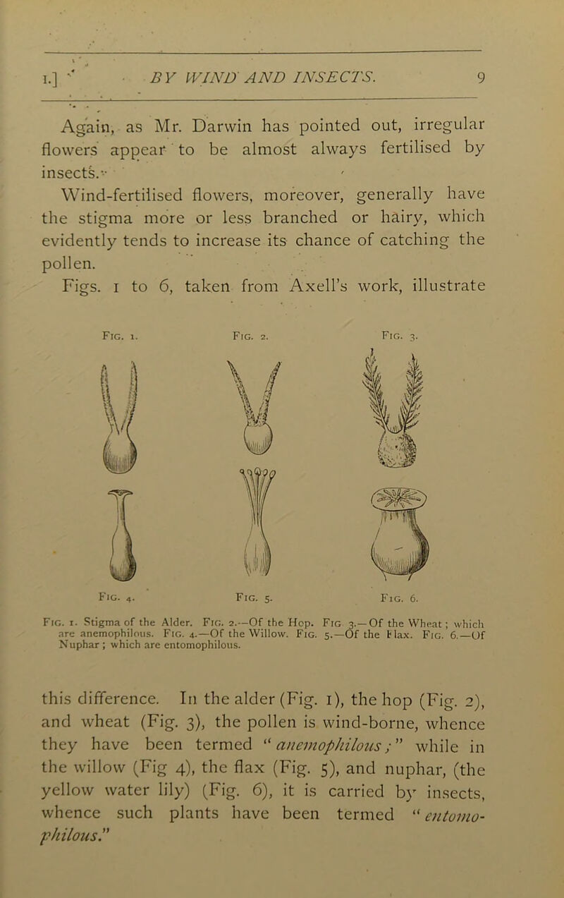 Again, as Mr. Darwin has pointed out, irregular flowers appear to be almost always fertilised by insects.••• Wind-fertilised flowers, moreover, generally have the stigma more or less branched or hairy, which evidently tends to increase its chance of catching the pollen. Figs, i to 6, taken from Axell’s work, illustrate Fig. i. Fig. 2. Fig. 3. Fig. 4. Fig. 5. Fig. 6. Fig. i. Stigma of the Alder. Fig. 2.—Of the Hop. Fig 3.—Of the Wheat; which are anemophilous. Fig. 4-—Of the Willow. Fig. 5.—Of the Hax. Fig. 6.—Of Nuphar ; which are entomophilous. this difference. In the alder (Fig. i), the hop (Fig. 2), and wheat (Fig. 3), the pollen is wind-borne, whence they have been termed “ anemophilous; ” while in the willow (Fig 4), the flax (Fig. 5), and nuphar, (the yellow water lily) (Fig. 6), it is carried by insects, whence such plants have been termed “ entumo- fhilous.