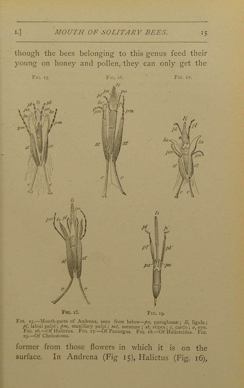 MOUTH OF SOLITARY BEES. though the bees belonging to this genus feed their young on honey and pollen, they can only get the Fig. 15. Fig. 16. li Fig. 17. Fig. 19. Fig. 15—Mouth-parts of Andrena, seen from below—pa, paraglossm ; li, ligula; pi, labial palpi; pm, maxillary palpi; vit, mentum ; st, stipes ; c, cardo ; 0, eye. Fig. 16.—Of Hahctus. Fig. 17.—Of Panurgus. Fig. 18.— Of Halictoides. Fig. 19.—Of Chelostoma. former from those flowers in which it is on the surface. In Andrena (Fig 15), Halictus (Fig. 16),