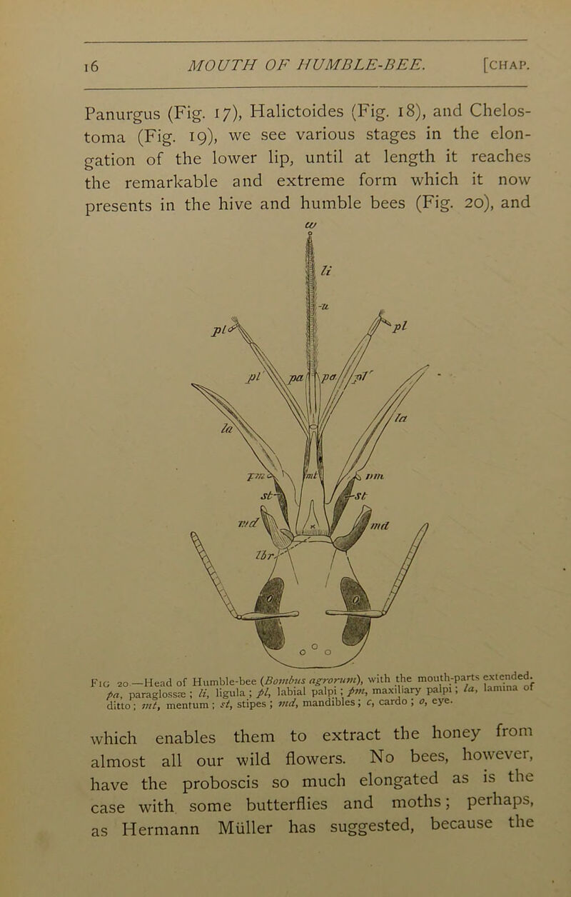 Panurgus (Fig. 17), Halictoides (Fig. 18), and Chelos- toma (Fig. 19), we see various stages in the elon- gation of the lower lip, until at length it reaches the remarkable and extreme form which it now presents in the hive and humble bees (Fig. 20), and CO which enables them to extract the honey from almost all our wild flowers. No bees, however, have the proboscis so much elongated as is the case with some butterflies and moths; perhaps, as Hermann Muller has suggested, because the