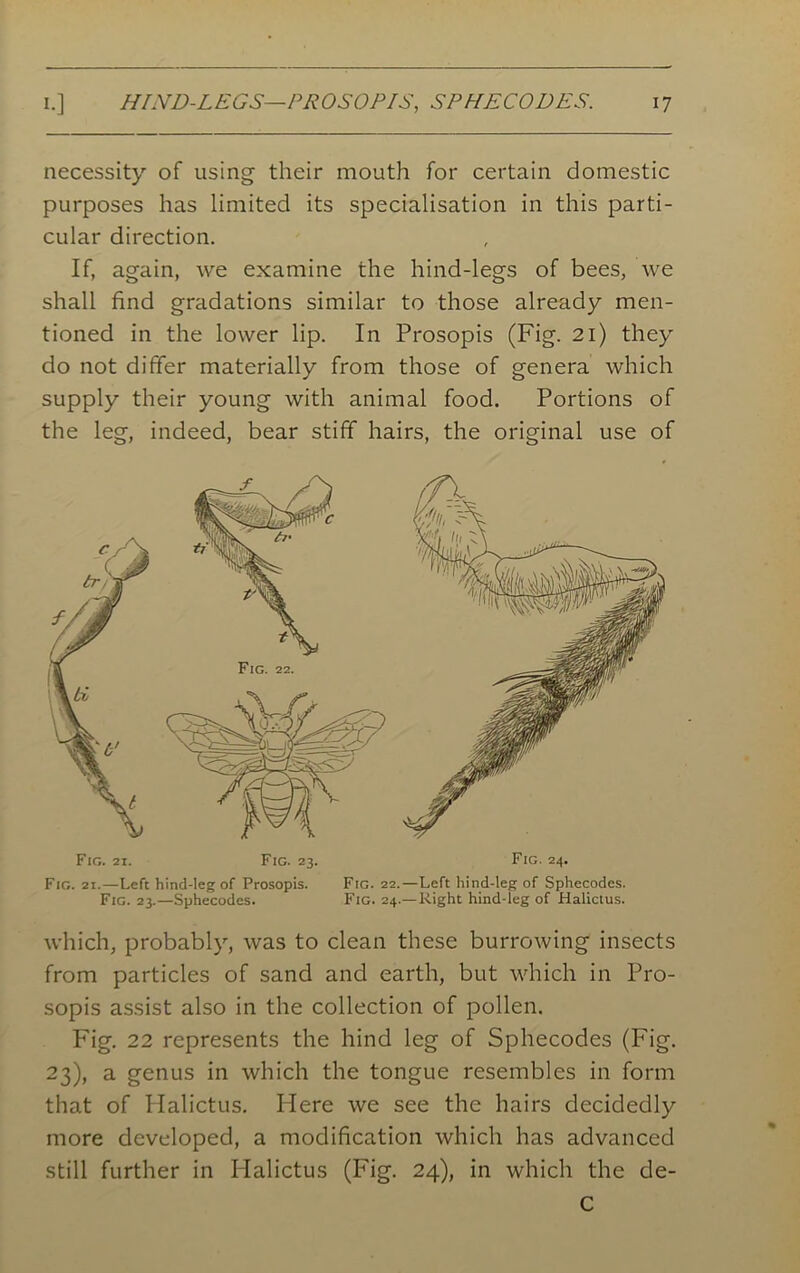 necessity of using their mouth for certain domestic purposes has limited its specialisation in this parti- cular direction. If, again, we examine the hind-legs of bees, we shall find gradations similar to those already men- tioned in the lower lip. In Prosopis (Fig. 21) they do not differ materially from those of genera which supply their young with animal food. Portions of the leg, indeed, bear stiff hairs, the original use of Fig. 21.—Left hind-leg of Prosopis. Fig. 22.—Left hind-leg of Sphecodes. Fig. 23.—Sphecodes. Fig. 24.—Right hind-leg of Halictus. which, probably, was to clean these burrowing insects from particles of sand and earth, but which in Pro- sopis assist also in the collection of pollen. Fig. 22 represents the hind leg of Sphecodes (Fig. 23), a genus in which the tongue resembles in form that of Halictus. Here we see the hairs decidedly more developed, a modification which has advanced still further in Halictus (Fig. 24), in which the de- C