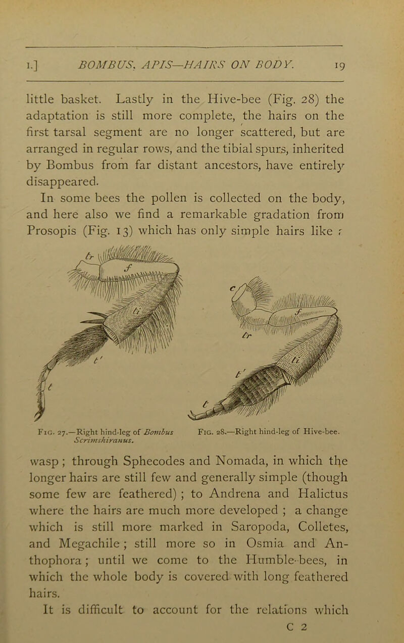 BOMB US. APIS—HAIRS ON BODY. little basket. Lastly in the Hive-bee (Fig. 28) the adaptation is still more complete, the hairs on the first tarsal segment are no longer scattered, but are arranged in regular rows, and the tibial spurs, inherited by Bombus from far distant ancestors, have entirely disappeared. In some bees the pollen is collected on the body, and here also we find a remarkable gradation from Prosopis (Fig. 13) which has only simple hairs like r Scrimsh ira n us. wasp ; through Sphecodes and Nomada, in which the longer hairs are still few and generally simple (though some few are feathered) ; to Andrena and Halictus where the hairs are much more developed ; a change which is still more marked in Saropoda, Colletes, and Megachile; still more so in Osmia and An- thophora; until we come to the Humble-bees, in which the whole body is covered with long feathered hairs. It is difficult to account for the relations which C 2