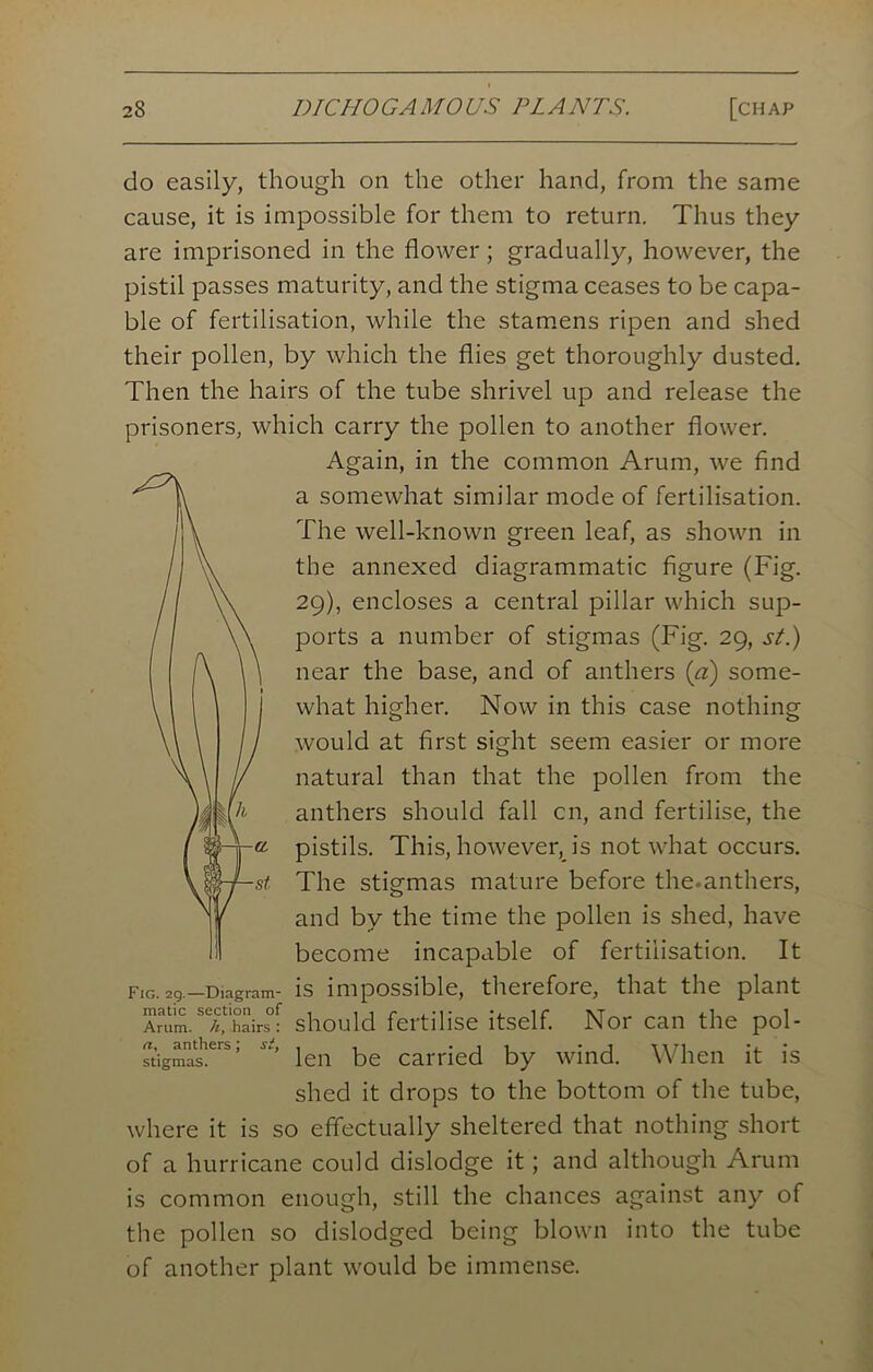 do easily, though on the other hand, from the same cause, it is impossible for them to return. Thus they are imprisoned in the flower; gradually, however, the pistil passes maturity, and the stigma ceases to be capa- ble of fertilisation, while the stamens ripen and shed their pollen, by which the flies get thoroughly dusted. Then the hairs of the tube shrivel up and release the prisoners, which carry the pollen to another flower. Again, in the common Arum, we find a somewhat similar mode of fertilisation. The well-known green leaf, as shown in the annexed diagrammatic figure (Fig. 29), encloses a central pillar which sup- ports a number of stigmas (Fig. 29, st.) near the base, and of anthers (a) some- what higher. Now in this case nothing would at first sight seem easier or more natural than that the pollen from the anthers should fall cn, and fertilise, the pistils. This, however,_ is not what occurs. The stigmas mature before the-anthers, and by the time the pollen is shed, have become incapable of fertilisation. It fig. 29.—Diagram- is impossible, therefore, that the plant Arum.SThairs°: should fertilise itself. Nor can the pol- stigmas. ’ len be carried by wind. When it is shed it drops to the bottom of the tube, where it is so effectually sheltered that nothing short of a hurricane could dislodge it; and although Arum is common enough, still the chances against any of the pollen so dislodged being blown into the tube of another plant would be immense.