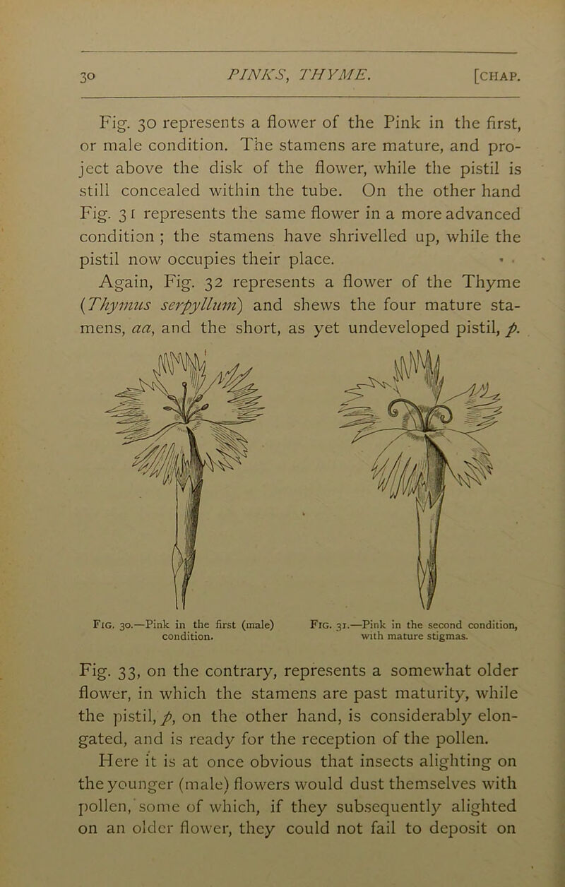 Fig. 30 represents a flower of the Pink in the first, or male condition. The stamens are mature, and pro- ject above the disk of the flower, while the pistil is still concealed within the tube. On the other hand Fig. 31 represents the same flower in a more advanced condition ; the stamens have shrivelled up, while the pistil now occupies their place. • • Again, Fig. 32 represents a flower of the Thyme (Thymus serpyllum) and shews the four mature sta- mens, aa, and the short, as yet undeveloped pistil, p. Fig. 30.—Pink in the first (male) Fig. 31.—Pink in the second condition, condition. with mature stigmas. Fig- 33> on the contrary, represents a somewhat older flower, in which the stamens are past maturity, while the pistil,/, on the other hand, is considerably elon- gated, and is ready for the reception of the pollen. Here it is at once obvious that insects alighting on the younger (male) flowers would dust themselves with pollen/some of which, if they subsequently alighted on an older flower, they could not fail to deposit on