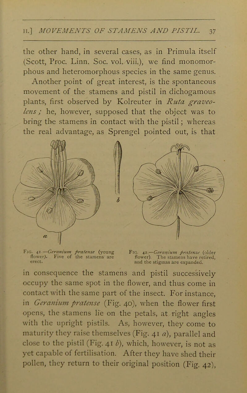 the other hand, in several cases, as in Primula itself (Scott, Proc. Linn. Soc. vol. viii.), we find monomor- phous and heteromorphous species in the same genus. Another point of great interest, is the spontaneous movement of the stamens and pistil in dichogamous plants, first observed by Kolreuter in Ruta graveo- lens; he, however, supposed that the object was to bring the stamens in contact with the pistil; whereas the real advantage, as Sprengel pointed out, is that 6 Fig. 41—Geranium pratense (young flower). Five of the stamens are erect. Fig. 42.—Geranium pratense (older flower). The stamens have retired, and the stigmas are expanded. in consequence the stamens and pistil successively occupy the same spot in the flower, and thus come in contact with the same part of the insect. For instance, in Geranium pratense (Fig. 40), when the flower first opens, the stamens lie on the petals, at right angles with the upright pistils. As, however, they come to maturity they raise themselves (Fig. 41 a), parallel and close to the pistil (Fig. 41 b), which, however, is not as yet capable of fertilisation. After they have shed their pollen, they return to their original position (Fig. 42),