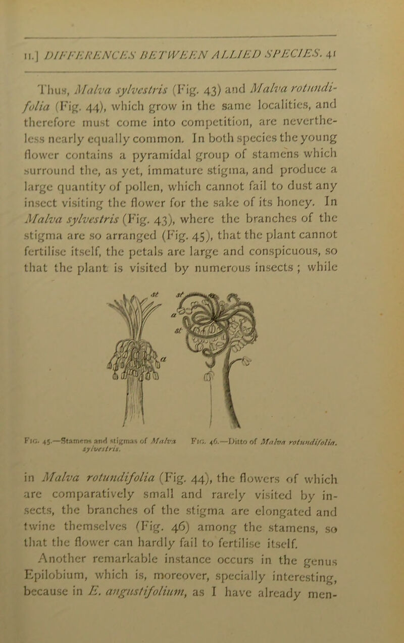 ii. | DIFFERENCES BETWEEN ALLIED SPECIES. 4/ Thus, Malva sylvcstris (Fig. 43) and Malva rotundi- folia (Fig. 44), which grow in the same localities, and therefore must come into competition, are neverthe- less nearly equally common. In both species the young flower contains a pyramidal group of stamens which surround the, as yet, immature stigma, and produce a large quantity of pollen, which cannot fail to dust any insect visiting the flower for the sake of its honey. In Malva sylvestris (Fig. 43), where the branches of the stigma are so arranged (Fig. 45), that the plant cannot fertilise itself, the petals arc large and conspicuous, so that the plant is visited by numerous insects ; while Fir;. 45.—Seamen* and <ligrnas of Malva. Fir;. 46.—Ditto of Malva rotundifolia. lylvestrii. in Malva rotundifolia (Fig. 44), the flowers of which are comparatively small and rarely visited by in- sects, the branches of the stigma are elongated and twine themselves (Fig. 46) among the stamens, so that the flower can hardly fail to fertilise itself. Another remarkable instance occurs in the genus Epilobium, which is, moreover, specially interesting,
