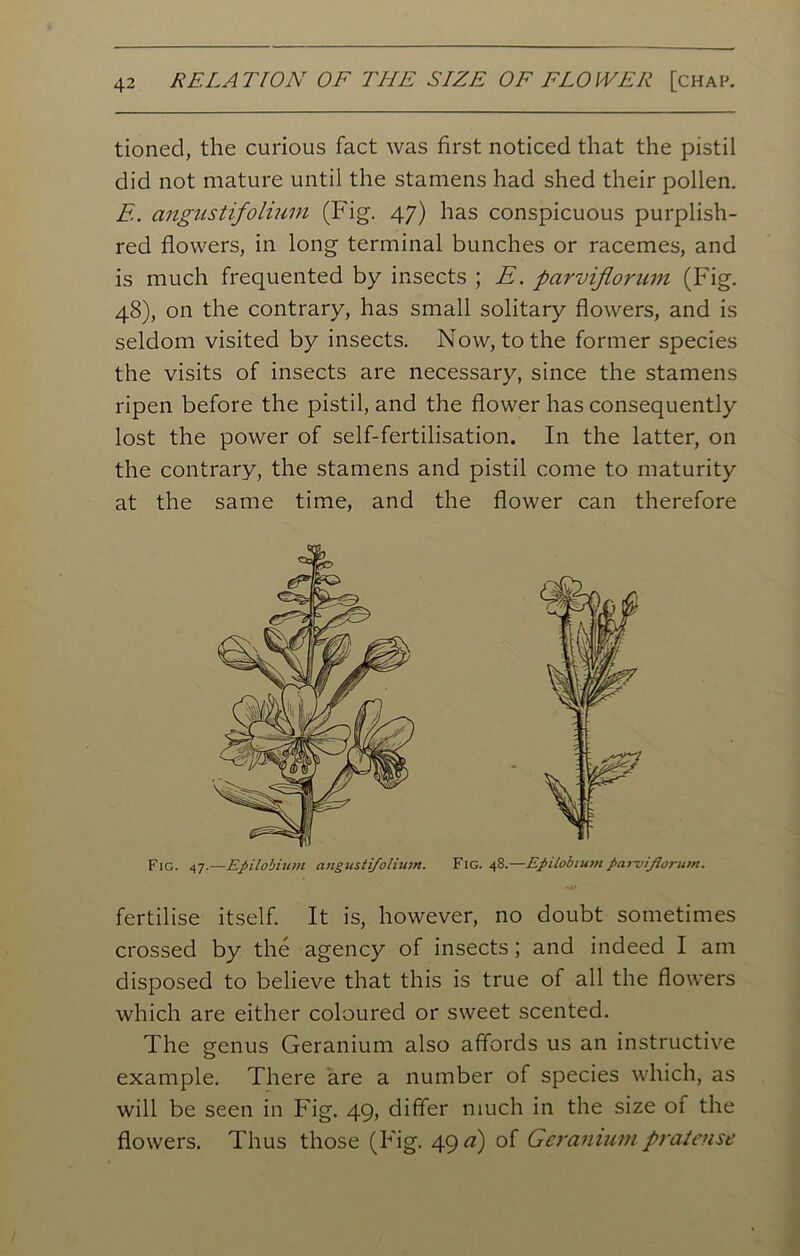tioned, the curious fact was first noticed that the pistil did not mature until the stamens had shed their pollen. E. angustifolium (Fig. 47) has conspicuous purplish- red flowers, in long terminal bunches or racemes, and is much frequented by insects ; E. parviflorum (Fig. 48), on the contrary, has small solitary flowers, and is seldom visited by insects. Now, to the former species the visits of insects are necessary, since the stamens ripen before the pistil, and the flower has consequently lost the power of self-fertilisation. In the latter, on the contrary, the stamens and pistil come to maturity at the same time, and the flower can therefore Fig. 47 —Epilobium angustifolium. Fig. 48.—Epilobium parviflorum. fertilise itself. It is, however, no doubt sometimes crossed by the agency of insects; and indeed I am disposed to believe that this is true of all the flowers which are either coloured or sweet scented. The genus Geranium also affords us an instructive example. There are a number of species which, as will be seen in Fig. 49, differ much in the size of the flowers. Thus those (Fig. 49 a) of Geranium pratense