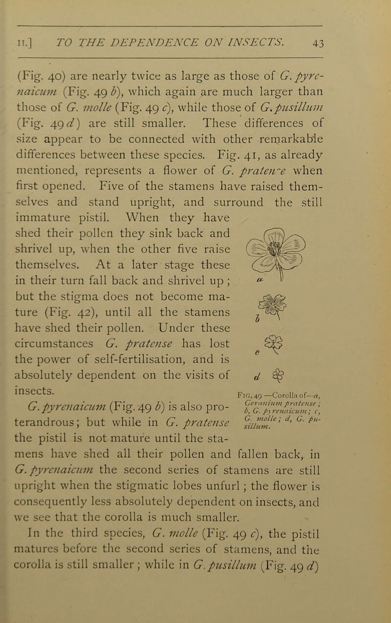 (Fig. 40) are nearly twice as large as those of G. pyrc- naicam (Fig. 49 b), which again are much larger than those of G. molle (Fig. 49 c), while those of G.pusillum (Fig. 49 d) are still smaller. These differences of size appear to be connected with other remarkable differences between these species. Fig. 41, as already mentioned, represents a flower of G. praterre when first opened. Five of the stamens have raised them- selves and stand upright, and surround the still immature pistil. When they have shed their pollen they sink back and shrivel up, when the other five raise themselves. At a later stage these in their turn fall back and shrivel up ; but the stigma does not become ma- ture (Fig. 42), until all the stamens have shed their pollen. Under these circumstances G. pratense has lost the power of self-fertilisation, and is absolutely dependent on the visits of insects. fig, 49 — Corolla or-*, G.pyrcnaicum (Fig. 49 b) is also pro- terandrous; but while in G. pratense %ium.e’ d'G'pu' the pistil is not mature until the sta- mens have shed all their pollen and fallen back, in G. pyrcnaicum the second series of stamens are still upright when the stigmatic lobes unfurl ; the flower is consequently less absolutely dependent on insects, and we see that the corolla is much smaller. In the third species, G. molle (Fig. 49 c), the pistil matures before the second series of stamens, and the corolla is still smaller ; while in G.pusillum (Fig. 49 ci)