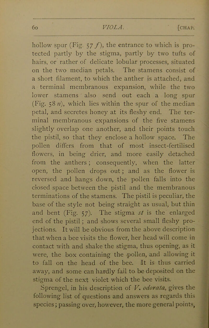 hollow spur (Fig-. 57 f), the entrance to which is pro- tected partly by the stigma, partly by two tufts of hairs, or rather of delicate lobular processes, situated on the two median petals. The stamens consist of a short filament, to which the anther is attached, and a terminal membranous expansion, while the two lower stamens also send out each a long spur (Fig. 587?), which lies within the spur of the median petal, and secretes honey at its fleshy end. The ter- minal membranous expansions of the five stamens slightly overlap one another, and their points touch the pistil, so that they enclose a hollow space. The pollen differs from that of most insect-fertilised flowers, in being drier, and more easily detached from the anthers ; consequently, when the latter open, the pollen drops out; and as the flower is reversed and hangs down, the pollen falls into the closed space between the pistil and the membranous terminations of the stamens. The pistil is peculiar, the base of the style not being straight as usual, but thin and bent (Fig. 57). The stigma st is the enlarged end of the pistil ; and shows several small fleshy pro- jections. It will be obvious from the above description that when a bee visits the flower, her head will come in contact with and shake the stigma, thus opening, as it were, the box containing the pollen, and allowing it to fall on the head of the bee. It is thus carried away, and some can hardly fail to be deposited on the stigma of the next violet which the bee visits. Sprengel, in his description of V. odorata, gives the following list of questions and answers as regards this species; passing over, however, the more general points,