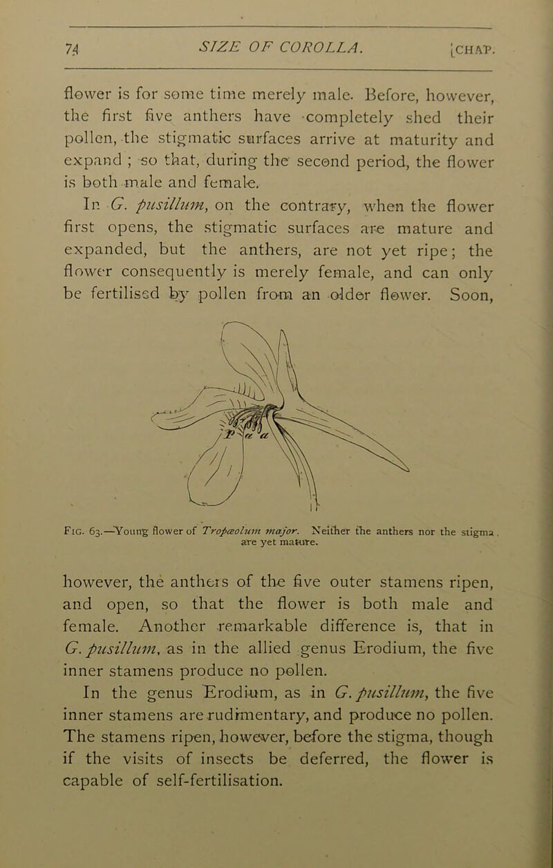 flower is for some time merely male. Before, however, the first five anthers have completely shed their pollen, the stigmatic surfaces arrive at maturity and expand ; so that, during the second period, the flower is both male and female. In G. pusillum, on the contrary, when the flower first opens, the stigmatic surfaces are mature and expanded, but the anthers, are not yet ripe; the flower consequently is merely female, and can only be fertilised by pollen from an older flower. Soon, Fig. 63.—Young flower of Tropreolum major. Neither the anthers nor the stigma are yet mature. however, the anthers of the five outer stamens ripen, and open, so that the flower is both male and female. Another remarkable difference is, that in G. pusillum, as in the allied genus Erodium, the five inner stamens produce no pollen. In the genus Erodium, as in G. pusillum, the five inner stamens are rudimentary, and produce no pollen. The stamens ripen, however, before the stigma, though if the visits of insects be deferred, the flower is capable of self-fertilisation.