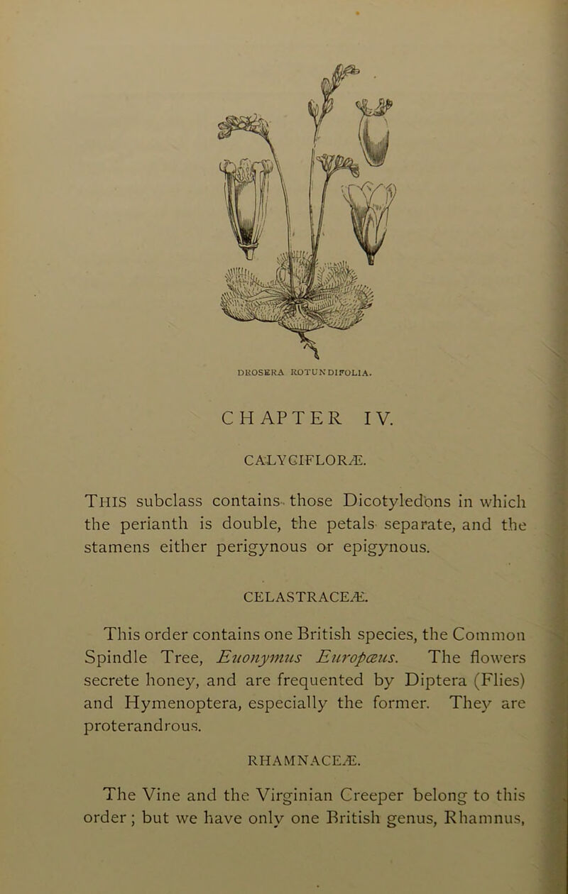 DEOSERA ROT UN DI FOLIA. C H AP T E R IV. CALYGIFLORAL Tins subclass contains those Dicotyledons in which the perianth is double, the petals separate, and the stamens either perigynous or epigynous. CELASTRACE.E. This order contains one British species, the Common Spindle Tree, Eitonymus Europams. The flowers secrete honey, and are frequented by Diptera (Flies) and Hymenoptera, especially the former. They are proterandrous. RHAMNACEiE. The Vine and the Virginian Creeper belong to this order; but we have only one British genus, Rhamnus,