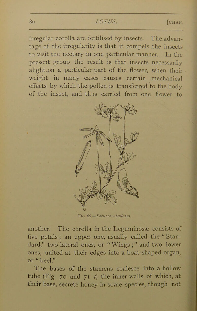 irregular corolla are fertilised by insects. The advan- tage of the irregularity is that it compels the insects to visit the nectary in one particular manner. In the present group the result is that insects necessarily alight.on a particular part of the flower, when their weight in many cases causes certain mechanical effects by which the pollen is transferred to the body of the insect, and thus carried from one flower to another. The corolla in the Leguminosse consists of five petals ; an upper one, usually called the “ Stan- dard,” two lateral ones, or “ Wings ; ” and two lower ones, united at their edges into a boat-shaped organ, or “ keel.” The bases of the stamens coalesce into a hollow tube (Fig. 70 and 71 t) the inner walls of which, at their base, secrete honey in some species, though not