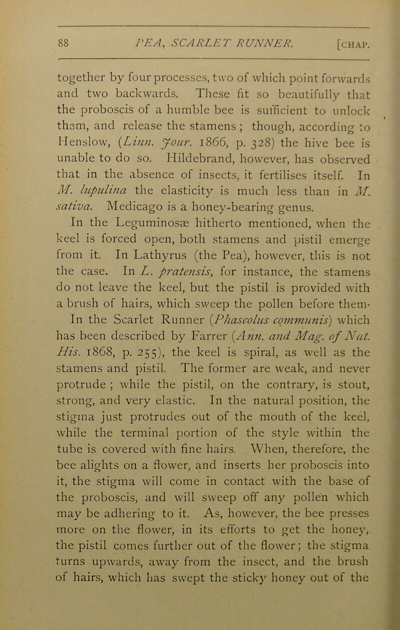 together by four processes, two of which point forwards and two backwards. These fit so beautifully that the proboscis of a humble bee is sufficient to unlock thorn, and release the stamens ; though, according to Henslow, {Linn. Jour. 1866, p. 328) the hive bee is unable to do so. Hildebrand, however, has observed that in the absence of insects, it fertilises itself. In M. lupulina the elasticity is much less than in M. sativa. Medicago is a honey-bearing genus. In the Leguminosae hitherto mentioned, when the keel is forced open, both stamens and pistil emerge from it. In Lathyrus (the Pea), however, this is not the case. In L. pratensis, for instance, the stamens do not leave the keel, but the pistil is provided with a brush of hairs, which sweep the pollen before them- In the Scarlet Runner {F’Jiascoins communis) which has been described by Farrer (Ann. and Mag. of Nat. His. 1868, p. 255), the keel is spiral, as well as the stamens and pistil. The former are weak, and never protrude ; while the pistil, on the contrary, is stout, strong, and very elastic. In the natural position, the stigma just protrudes out of the mouth of the keel, while the terminal portion of the style within the tube is covered with fine hairs. When, therefore, the bee alights on a flower, and inserts her proboscis into it, the stigma will come in contact with the base of the proboscis, and will sweep off any pollen which may be adhering to it. As, however, the bee presses more on the flower, in its efforts to get the honey, the pistil comes further out of the flower; the stigma turns upwards, away from the insect, and the brush of hairs, which has swept the sticky honey out of the