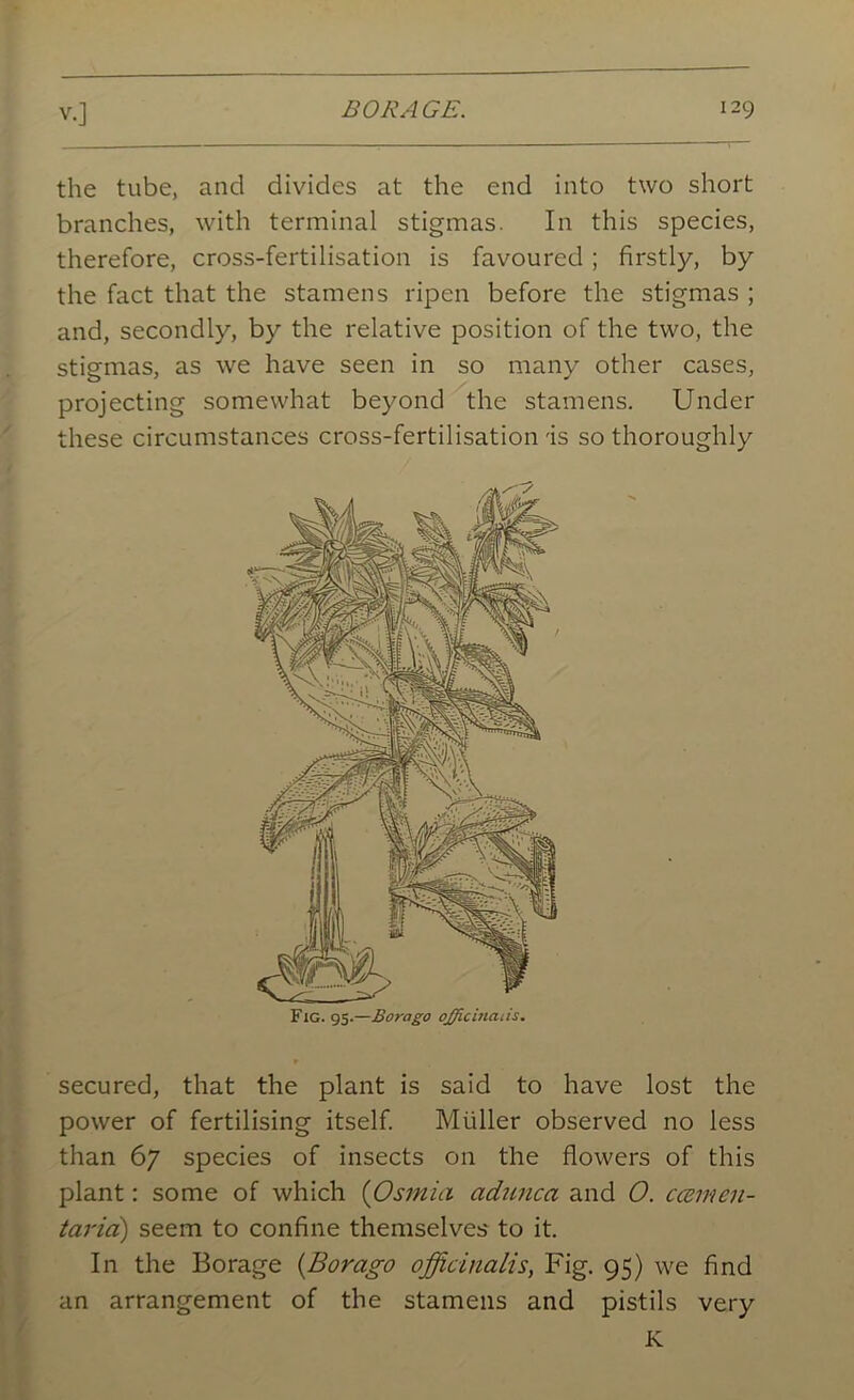 the tube, and divides at the end into two short branches, with terminal stigmas. In this species, therefore, cross-fertilisation is favoured; firstly, by the fact that the stamens ripen before the stigmas ; and, secondly, by the relative position of the two, the stigmas, as we have seen in so many other cases, projecting somewhat beyond the stamens. Under these circumstances cross-fertilisation is so thoroughly secured, that the plant is said to have lost the power of fertilising itself. Muller observed no less than 67 species of insects on the flowers of this plant: some of which (Osmia adunca and O. ccernen- taria) seem to confine themselves to it. In the Borage (Borago officinalis, Fig. 95) we find an arrangement of the stamens and pistils very K