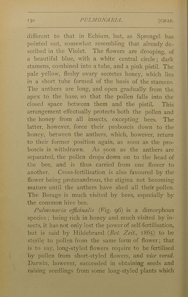 different to that in Echium, but, as Sprengel has pointed out, somewhat resembling that already de- scribed in the Violet. The flowers are drooping, of a beautiful blue, with a white central circle ; dark stamens, combined into a tube, and a pink pistil. The pale yellow, fleshy ovary secretes honey, which lies in a short tube formed of the basis of the stamens. The anthers are long, and open gradually from the apex to the base, so that the pollen falls into the closed space between them and the pistil. This arrangement effectually protects both the pollen and the honey from all insects, excepting bees. The latter, however, force their proboscis down to the honey, between the anthers, which, however, return to their former position again, as soon as the pro- boscis is withdrawn. As soon as the anthers are • separated, the pollen drops down on to the head of the bee, and is thus carried from one flower to another. Cross-fertilisation is also favoured by the flower being proterandrous, the stigma not becoming mature until the anthers have shed all their pollen. The Borage is much visited by bees, especially by the common hive bee. Pulmonaria officinalis (Fig. 96) is a dimorphous species ; being rich in honey and much visited by in- sects, it has not only lost the power of self-fertilisation, but is said by Hildebrand (Bot. Zeit., 1865) to be sterile to pollen from the same form of flower; that is to say, long-styled flowers require to be fertilised by pollen from short-styled flowers, and vice versa. Darwin, however, succeeded in obtaining seeds and raising seedlings from some long-styled plants which