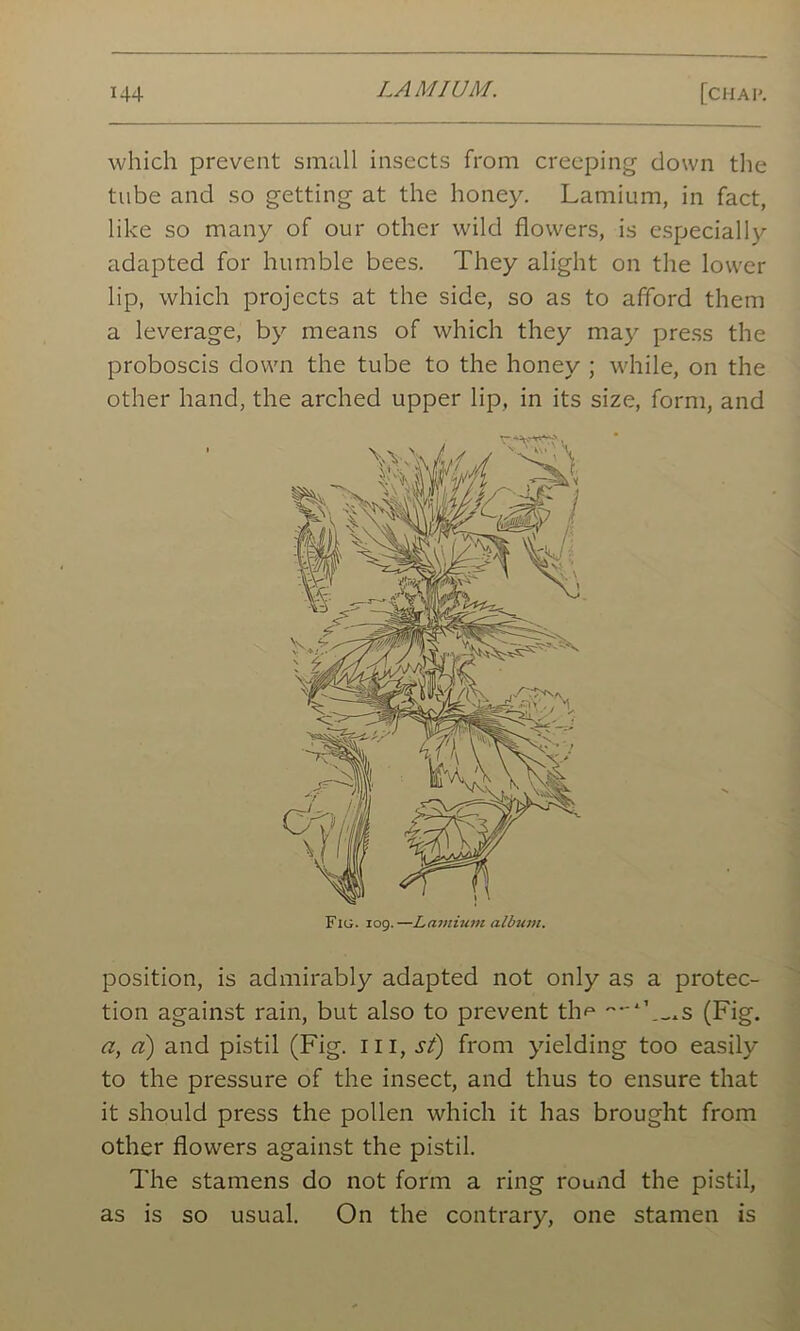 which prevent small insects from creeping down the tube and so getting at the honey. Lamium, in fact, like so many of our other wild flowers, is especially adapted for humble bees. They alight on the lower lip, which projects at the side, so as to afford them a leverage, by means of which they may press the proboscis down the tube to the honey ; while, on the other hand, the arched upper lip, in its size, form, and position, is admirably adapted not only as a protec- tion against rain, but also to prevent th^ -‘’...s (Fig. a, a) and pistil (Fig. ill, st) from yielding too easily to the pressure of the insect, and thus to ensure that it should press the pollen which it has brought from other flowers against the pistil. The stamens do not form a ring round the pistil, as is so usual. On the contrary, one stamen is