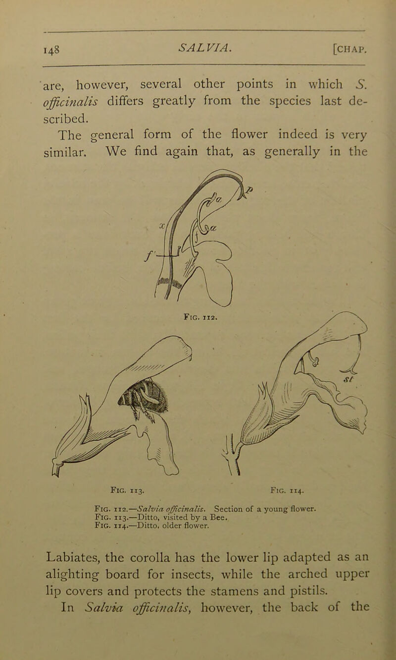 are, however, several other points in which .S'. officinalis differs greatly from the species last de- scribed. The general form of the flower indeed is very similar. We find again that, as generally in the Fig. 113. Fig. 114. Fig. 112.—Salvia officinalis. Section of a young flower. Fig. 113.—Ditto, visited by a Bee. Fig. 114.—Ditto, older flower. Fig. 112. Labiates, the corolla has the lower lip adapted as an alighting board for insects, while the arched upper lip covers and protects the stamens and pistils. In Salvia officinalis, however, the back of the