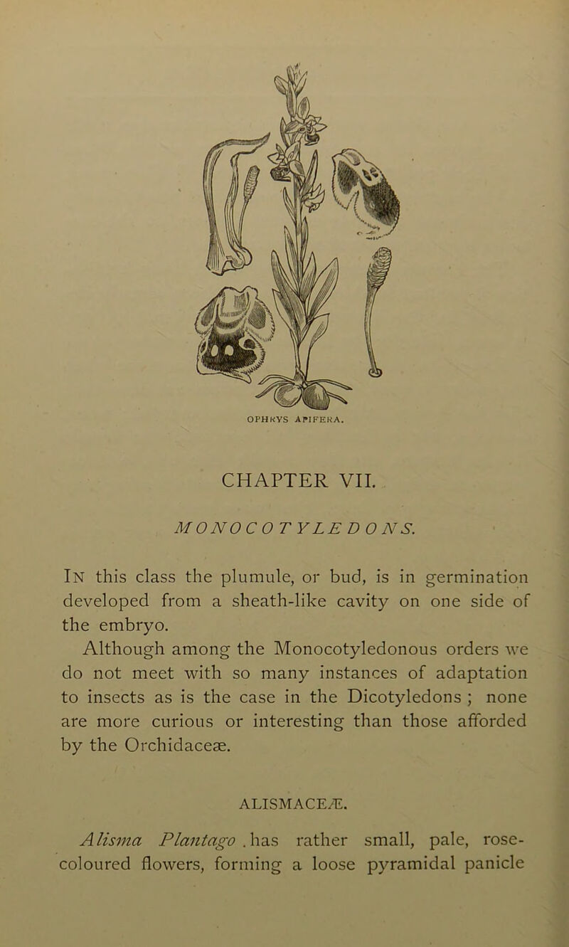 OPHKYS APIFEKA. CHAPTER VII. MO NO CO TYLEDONS. In this class the plumule, or bud, is in germination developed from a sheath-like cavity on one side of the embryo. Although among the Monocotyledonous orders we do not meet with so many instances of adaptation to insects as is the case in the Dicotyledons ; none are more curious or interesting than those afforded by the Orchidacese. ALISMACE/E. Alisma Plantago .has rather small, pale, rose- coloured flowers, forming a loose pyramidal panicle