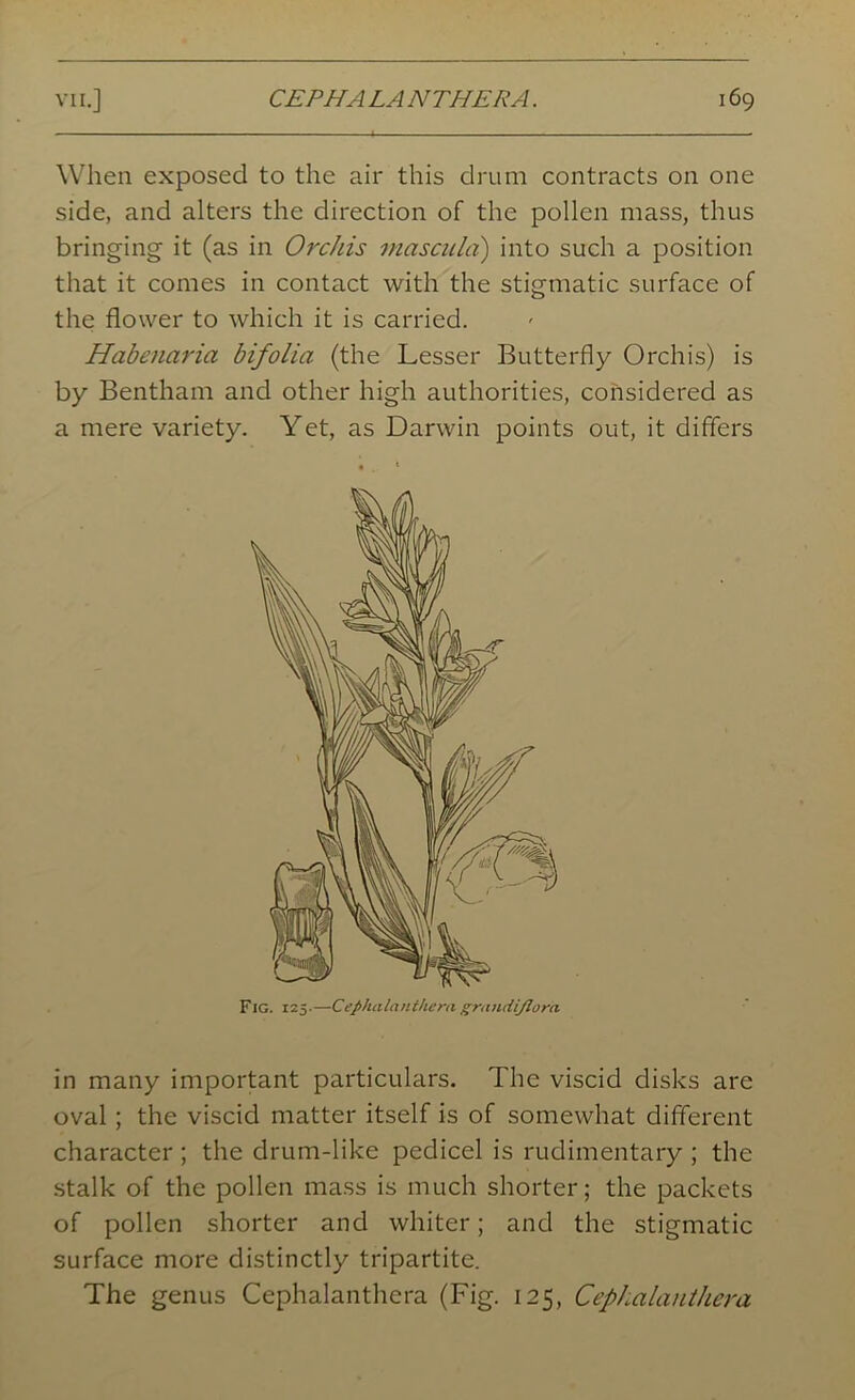 When exposed to the air this drum contracts on one side, and alters the direction of the pollen mass, thus bringing it (as in Orchis mascula) into such a position that it comes in contact with the stigmatic surface of the flower to which it is carried. Habenaria bifolia (the Lesser Butterfly Orchis) is by Bentham and other high authorities, considered as a mere variety. Yet, as Darwin points out, it differs in many important particulars. The viscid disks are oval ; the viscid matter itself is of somewhat different character ; the drum-like pedicel is rudimentary ; the stalk of the pollen mass is much shorter; the packets of pollen shorter and whiter; and the stigmatic surface more distinctly tripartite. The genus Cephalanthera (Fig. 125, CeplMlauthera Fig. 125.—Cephalanthera grundijlora.