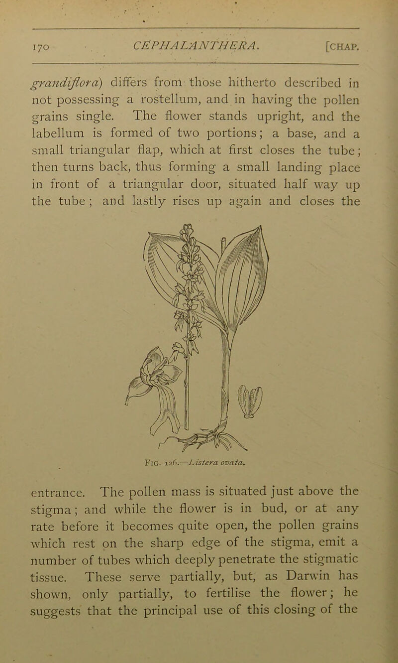 grancLifiora) differs from those hitherto described in not possessing a rostellum, and in having the pollen grains single. The flower stands upright, and the labellum is formed of two portions; a base, and a small triangular flap, which at first closes the tube; then turns back, thus forming a small landing place in front of a triangular door, situated half way up the tube ; and lastly rises up again and closes the entrance. The pollen mass is situated just above the stigma; and while the flower is in bud, or at any rate before it becomes quite open, the pollen grains which rest on the sharp edge of the stigma, emit a number of tubes which deeply penetrate the stigmatic tissue. These serve partially, but, as Darwin has shown, only partially, to fertilise the flower; he suggests that the principal use of this closing of the Fig. 126.—Listera ovnta.