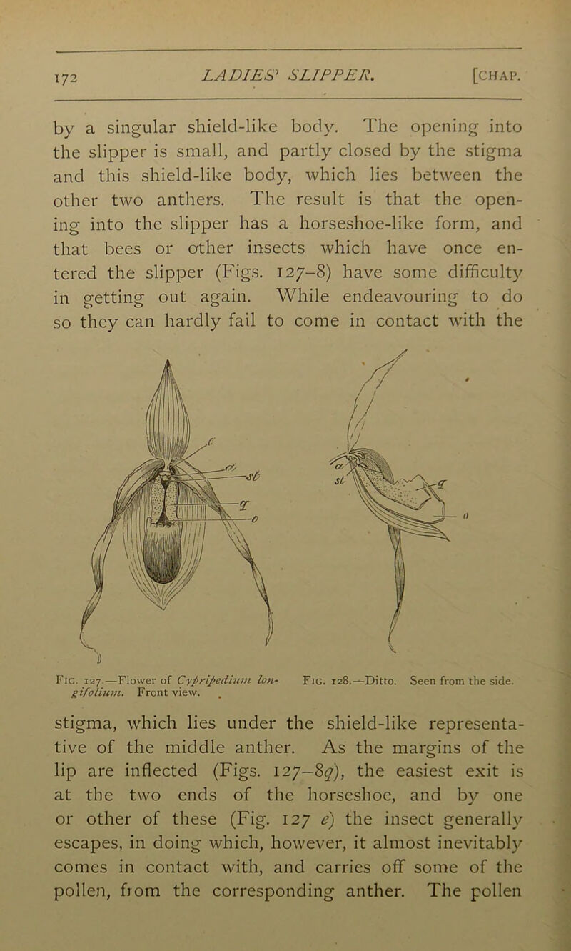 by a singular shield-like body. The opening into the slipper is small, and partly closed by the stigma and this shield-like body, which lies between the other two anthers. The result is that the open- ing into the slipper has a horseshoe-like form, and that bees or other insects which have once en- tered the slipper (Figs. 127-8) have some difficulty in getting out again. While endeavouring to do so they can hardly fail to come in contact with the Fig. 127—Flower of Cyftriftedium Ion- Fig. 128.—Ditto. Seen from the side. gifolium. Front view. stigma, which lies under the shield-like representa- tive of the middle anther. As the margins of the lip are inflected (Figs. 127—817), the easiest exit is at the two ends of the horseshoe, and by one or other of these (Fig. 127 e) the insect generally escapes, in doing which, however, it almost inevitably comes in contact with, and carries off some of the pollen, from the corresponding anther. The pollen