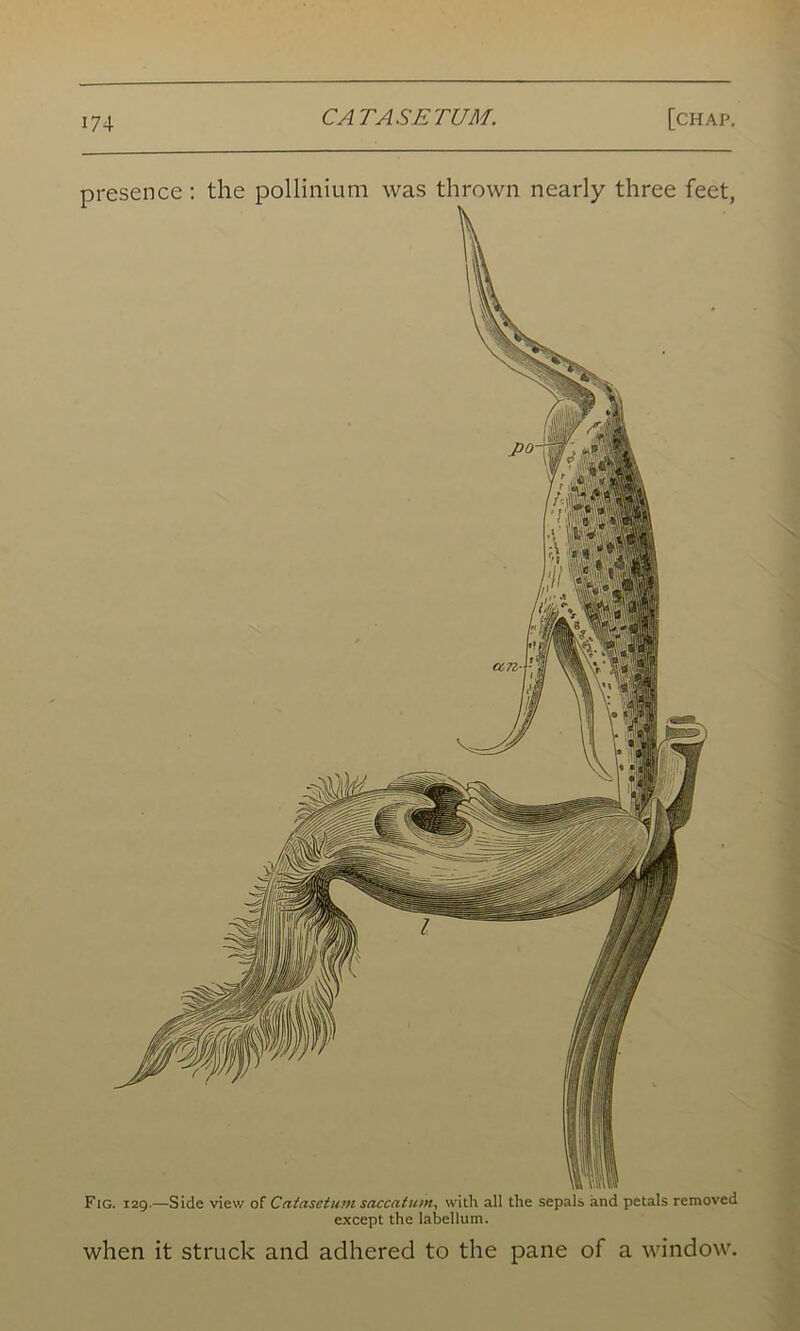 presence: the pollinium was thrown nearly three feet, Fig. 129.—Side view of Catasetum saccatum, with all the sepals, and petals removed except the labellum. when it struck and adhered to the pane of a window.