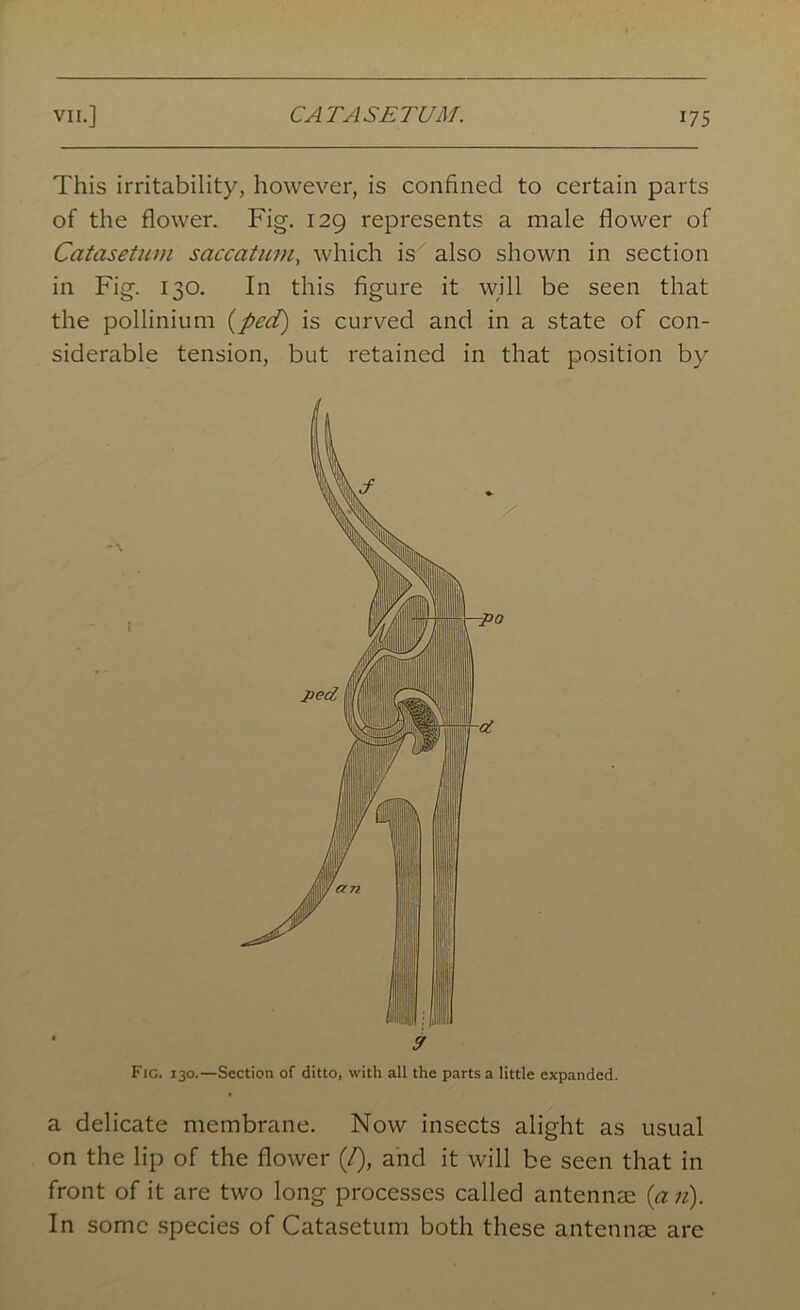 This irritability, however, is confined to certain parts of the flower. Fig. 129 represents a male flower of Catasetuvi saccatum, which is also shown in section in Fig. 130. In this figure it will be seen that the pollinium {ped) is curved and in a state of con- siderable tension, but retained in that position by Fig. 130.—Section of ditto, with all the parts a little expanded. a delicate membrane. Now insects alight as usual on the lip of the flower (/), and it will be seen that in front of it are two long processes called antennae {an). In some species of Catasetum both these antennae are