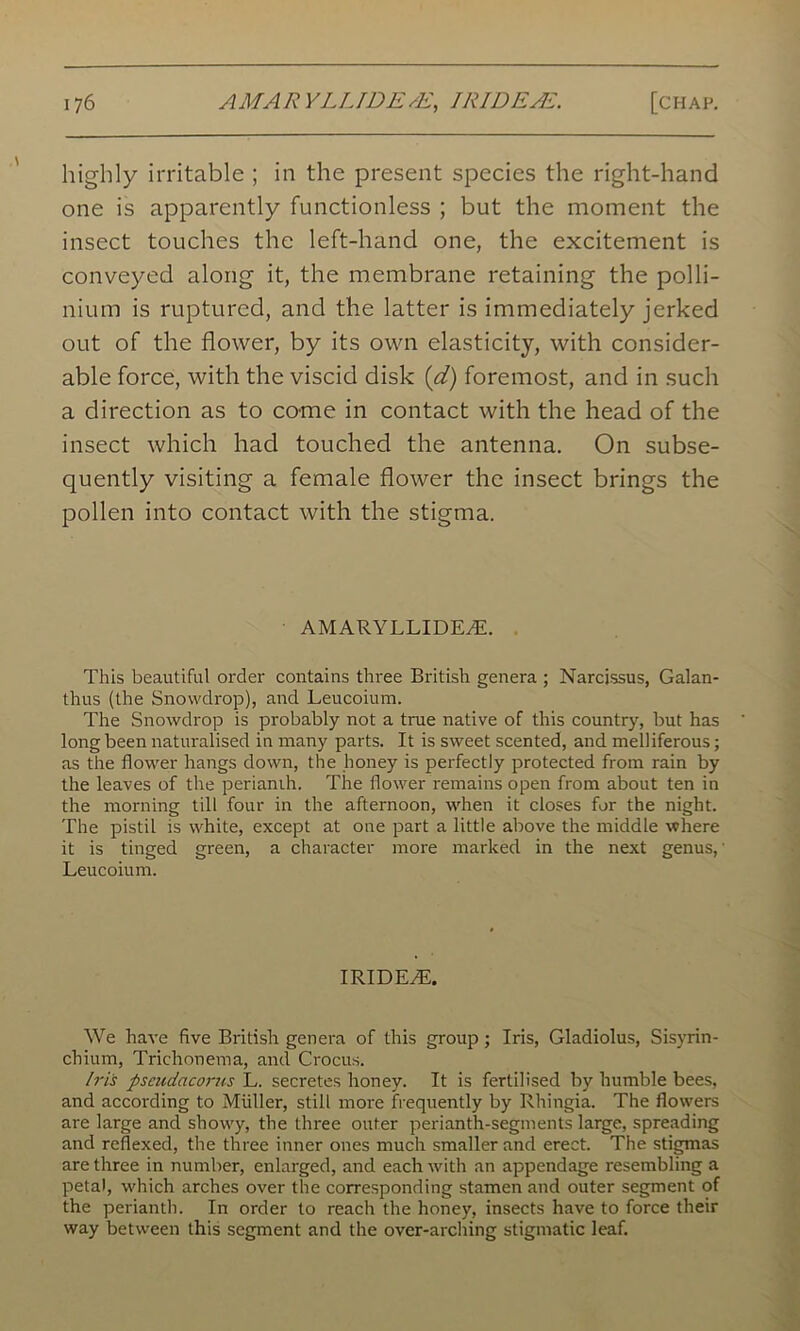 highly irritable ; in the present species the right-hand one is apparently functionless ; but the moment the insect touches the left-hand one, the excitement is conveyed along it, the membrane retaining the polli- nium is ruptured, and the latter is immediately jerked out of the flower, by its own elasticity, with consider- able force, with the viscid disk (d) foremost, and in such a direction as to come in contact with the head of the insect which had touched the antenna. On subse- quently visiting a female flower the insect brings the pollen into contact with the stigma. AMARYLLIDEyE. This beautiful order contains three British genera ; Narcissus, Galan- thus (the Snowdrop), and Leucoium. The Snowdrop is probably not a true native of this country, but has long been naturalised in many parts. It is sweet scented, and melliferous; as the flower hangs down, the honey is perfectly protected from rain by the leaves of the perianih. The flower remains open from about ten in the morning till four in the afternoon, when it closes for the night. The pistil is white, except at one part a little above the middle where it is tinged green, a character more marked in the next genus,' Leucoium. IRIDEyE. We have five British genera of this group; Iris, Gladiolus, Sisyrin- chium, Trichonerna, and Crocus. Iris pscudacorus L. secretes honey. It is fertilised by humble bees, and according to Miiller, still more frequently by Rhingia. The flowers are large and showy, the three outer perianth-segments large, spreading and reflexed, the three inner ones much smaller and erect. The stigmas are three in number, enlarged, and each with an appendage resembling a petal, which arches over the corresponding stamen and outer segment of the perianth. In order to reach the honey, insects have to force their way between this segment and the over-arching stigmatic leaf.