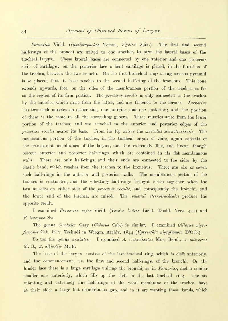 Funiarius Vieill. {fipetiorliynchus Temm., Figulus Spix.) The first and second half-rings of the bronchi are united to one another, to form the lateral bases of the tracheal larynx. These lateral bases are connected by one anterior and one posterior strip of cartilage; on the posterior face a bent cartilage is placed, in the furcation of the trachea, between the two bronchi. On the first bronchial ring a long osseous pyramid is so placed, that its base reaches to the second half-ring of the bronchus. This bone extends upwards, free, on the sides of the membranous portion of the trachea, as far as the region of its firm portion. The p'ocessus vocalis is only connected to the trachea by the muscles, which arise from the latter, and are fastened to the former. Furnarius has two such muscles on either side, one anterior and one posterior; and the position of them is the same in all the succeeding genera. These muscles arise from the lower portion of the trachea, and are attached to the anterior and posterior edges of the processiis vocalis nearer its base. From its tip arises the musculus sternotrachealis. The membranous portion of the trachea, in the tracheal organ of voice, again consists of the transparent membranes of the larynx, and the extremely fine, and linear, though osseous anterior and posterior half-rings, which are contained in its flat membranous walls. These are only half-rings, and their ends are connected to the sides by the elastic band, which reaches from the trachea to the bronchus. There are six or seven such half-rings in the anterior and posterior walls. The membranous portion of the trachea is contracted, and the vibrating half-rings brought closer together, when the two muscles on either side of the processus vocalis, and consequently the bronchi, and the lower end of the trachea, are raised. The musculi sternotracheales produce the opposite result. I examined Fumarms nifus Vieill. {Timliis hacl'ms Lieht. Doubl. Verz. 441) and F. leucopus Sw. The genus Cinclodes Gray {Cillunis Cab.) is similar. I examined CiUnrus nigro- fumosus Cab. in v. Tschudi in Wiegm. Archiv. 1844 {JJpucertJiia nigrofmiosa D'Orb.). So too the genus Anabates. I examined A. contaminatus Mus. Berol., A. adsjjersus M. B., A. alhicoUis M. B. The base of the larynx consists of the last tracheal ring, which is cleft anteriorly, and the commencement, i. e. the first and second half-rings, of the bronchi. On the hinder face there is a large cartilage uniting the bronchi, as in Furnarius, and a similar smaller one anteriorly, which fills up the cleft in the last tracheal ring. The six vibrating and extremely fine half-rings of the vocal membrane of the trachea have at their sides a large but membranous gap, and in it are wanting those bands, which