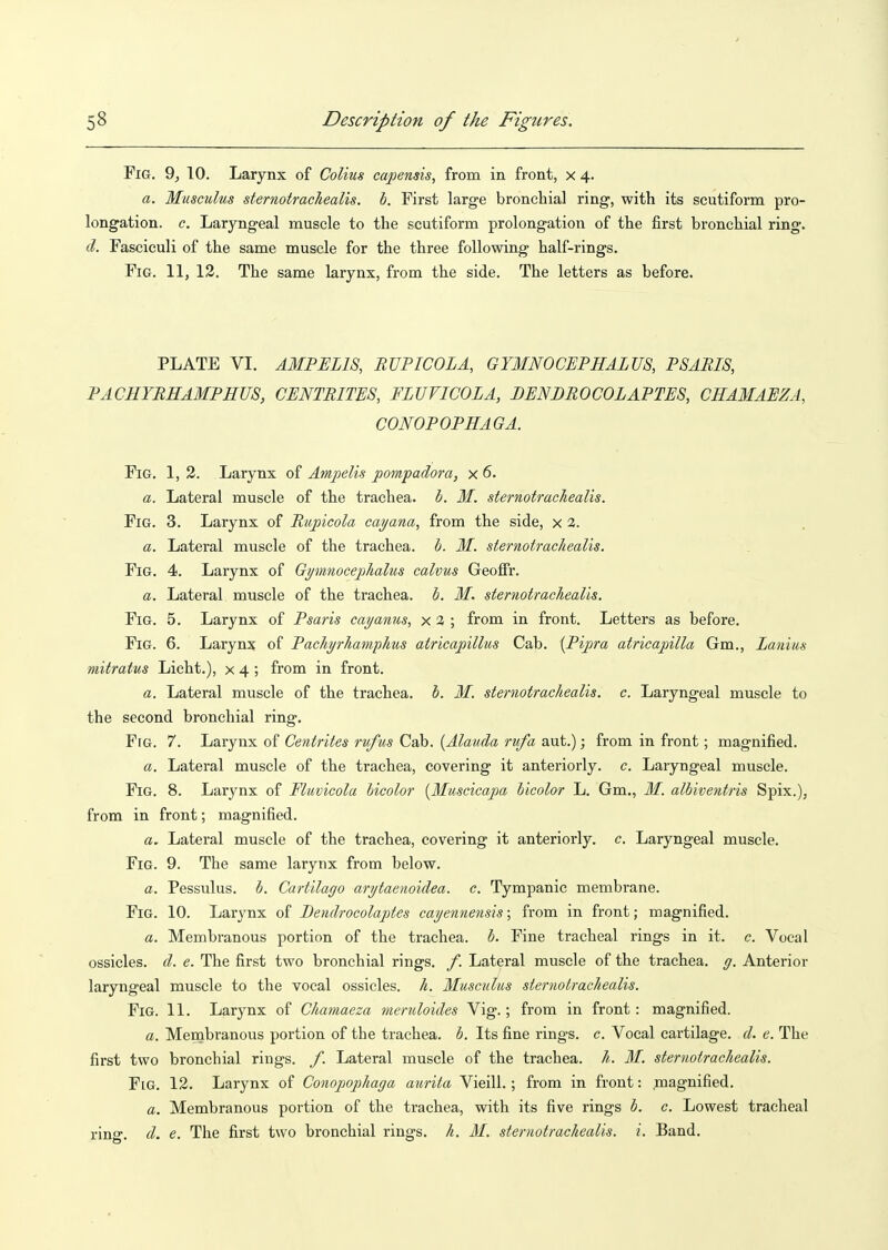 Fig. 9, 10. Larynx of Colius ca^ensis, from in front, x 4. a. Musculus sternotrachealis. h. First large bronchial ring, with its scutiform pro- longation, c. Laryngeal muscle to the scutiform prolongation of the first bronchial ring. d. Fasciculi of the same muscle for the three following half-rings. Fig. 11, 12. The same larynx, from the side. The letters as before. PLATE VI. AMPELIS, BUPICOLA, GYMNOCEPIIALUS, PSARIS, PACHYRHAMPHU8, CENTRITES, FLUVICOLA, BENBROCOLAPTES, CIIA3IAEZA, CONOPOPHAGA. Fig. 1, 2. Larynx of Ampelis _pompadora, x 6. a. Lateral muscle of the trachea. 6. M. sternotrachealis. Fig. 3. Larynx of Rupicola cayana, from the side, x 2. a. Lateral muscle of the trachea, h. M. sternotrachealis. Fig. 4. Larynx of Opnnocephalus calvus Geoffr. a. Lateral muscle of the trachea, h. M. sternotrachealis. Fig. 5. Larynx of Psaris cayanus, x 3 ; from in front. Letters as before. Fig. 6. Larynx of Pachyrhamphus atricapillus Cab. [Pipra atricajiilla Gm., Lanius mitratus Licht.), x 4 ; from in front. a. Lateral muscle of the trachea, b. M. sternotrachealis. c. Laryngeal muscle to the second bronchial ring. FfG. 7. Larynx of Centrites rufus Cab. {Alauda rufa aut.); from in front; magnified. a. Lateral muscle of the trachea, covering it anteriorly, c. Laryngeal muscle. Fig. 8. Larynx of Fltivicola hicolor {Muscicaj)a hicolor L. Gm., M. albiventris Spix.), from in front; magnified. a. Lateral muscle of the trachea, covering it anteriorly, c. Laryngeal muscle. Fig. 9. The same larynx from below. a. Pessulus. b. Cartilago arytaenoidea. c. Tympanic membrane. Fig. 10. Larynx of Bendrocolaptes cayennensis; from in front; magnified. a. Membranous portion of the trachea, h. Fine tracheal rings in it. c. Vocal ossicles, d. e. The first two bronchial rings, /. Lateral muscle of the trachea, g. Anterior laryngeal muscle to the vocal ossicles, h. Musculus sternotrachealis. Fig. 11. Larynx of Chamaeza meruloides Vig.; from in front: magnified. a. Menabranous portion of the trachea, b. Its fine rings, c. Vocal cartilage, d. e. The first two bronchial rings, f. Lateral muscle of the trachea, h. M. sternotrachealis. Fig. 12. Larynx of Conopophaga aiirita Vieill.; from in front: magnified. a. Membranous portion of the trachea, with its five rings b. c. Lowest tracheal ring. d. e. The first two bronchial rings, h. M. sternotrachealis. i. Band.