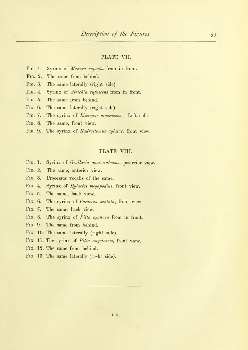 PLATE VII. Fig. 1. Syrinx of Menura superha from in front. Fig. 2. ine same irom behind. Fig. 3. The same laterally (right side). Fig, 4. bynnx oi Atricma rujescens irom m iront. Fig. 5. The same from behind. Fig. 6. The same laterally (right side). Fig. 7. The fivriTTX of Tiifin.iiniin ot^PTn.op'iiR Tjpft ciidp Fig. 8. The same, front view. Fig. 9. The syrinx of HadTOstotnus acjldinCy front view. PLATE VIII. Fig. 1. Fig. 3. The same, anterior view. Fig. 3. Processus voealis of the same. Fig. 4. Syrinx of Hylactes megapodius, front view. Fig. 5. The same, back view. Fig. 6. The syrinx of Coracina scutata, front view. Fig. 7. The same, back view. Fig. 8. The syrinx of Pitta cijanura from in front. Fig. 9. The same from behind. Fig. 10. The same laterally (right side). Fig. 11. The syrinx of Pitta angolensis, front view. Fig. 12. The same from behind. Fig. 13. The same laterally (right side). I a