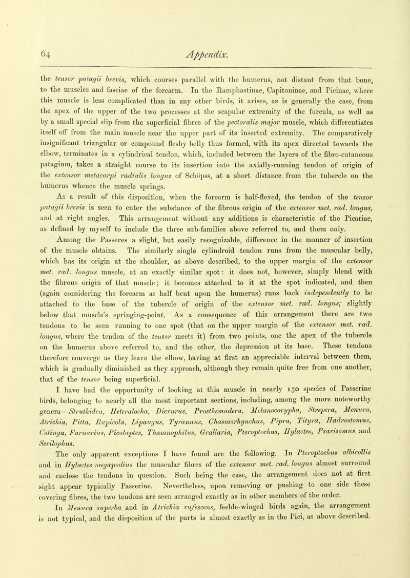 the tensor falagii hrevis, which courses parallel with the humerus, not distant from that bone, to the muscles and fasciae of the forearm. In the Kamphastinae, Capitoninae, and Picinae, where this muscle is less complicated than in any other birds, it arises, as is generally the case, from the apex of the upper of the two processes at the scapular extremity of the furcula, as well as by a small special slip from the superficial fibres of the pectoralis major muscle, which differentiates itself off from the main muscle near the upper part of its inserted extremity. The comparatively insignificant triangular or compound fleshy belly thus formed, with its apex directed towards the elbow, terminates in a cylindrical tendon, which, included between the layers of the fibro-cutaneous patagium, takes a straight course to its insertion into the axially-runuing tendon of origin of the extensor metacarpi radialis longus of Schopss, at a short distance from the tubercle on the humerus whence the muscle springs. As a result of this disposition, when the forearm is half-flexed, the tendon of the tensor patagii brevis is seen to enter the substance of the fibrous origin of the extensor met. rad. longus, and at right angles. This arrangement without any additions is characteristic of the Picariae, as defined by myself to include the three sub-families above referred to, and them only. Among the Passeres a slight, but easily recognizable, difference in the manner of insertion of the muscle obtains. The similarly single cylindroid tendon runs from the muscular belly, which has its origin at the shoulder, as above described, to the upper margin of the extensor met. rad. longus muscle, at an exactly similar spot: it does not, however, simply blend with the fibrous origin of that muscle; it becomes attached to it at the spot indicated, and then (again considering the forearm as half bent upon the humerus) runs back independently to be attached to the base of the tubercle of origin of the extensor met. rad. longus, slightly below that muscle's springing-point. As a consequence of this arrangement there are two tendons to be seen running to one spot (that on the upper margin of the extensor met. rad. longus, where the tendon of the tensor meets it) from two points, one the apex of the tubercle on the humerus above referred to, and the other, the depression at its base. These tendons therefore converge as they leave the elbow, having at first an appreciable interval between them, which is gradually diminished as they approach, although they remain quite free from one another, that of the tensor being superficial. I have had the opportunity of looking at this muscle in nearly 150 species of Passerine birds, belonging to nearly all the most important sections, including, among the more noteworthy genera—Struthidea, HeteraJocha, Dicrurus, ProsiJiemadera, Melanocorypha, Stre]pera, Menura, Atrichia, Pitta, Ruficola, Lipaugus, Tyrannus, Chasmorhynchus, Flpra, Tityra, Iladrostomus, Cotinga, Furnarius, Ficolaptes, ThamnopMlus, Grallaria, Fteroptochus, Hylactes, Fsarisomus and Se7-ilophus. The only apparent exceptions I have found are the following. In Fteroptochus albicolUs and in Hylactes tnegapodius the muscular fibres of the extensor met. rad. longus almost suriound and enclose the tendons in question. Such being the case, the arrangement does not at first sight appear typically Passerine. Nevertheless, upon removing or pushing to one side these covering fibres, the two tendons are seen arranged exactly as in other members of the order. In Menura superba and in Atrichia rufescens, feeble-winged birds again, the arrangement is not typical, and the disposition of the parts is almost exactly as in the Pici, as above described.