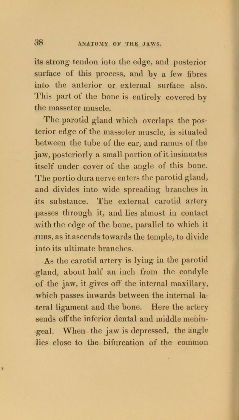 its strong tendon into the edge, and posterior surface of this process, and by a few fibres into tlie anterior or external surface also. This part of the bone is entirely covered by the masseter muscle. The parotid gland which overlaps the pos- terior edge of the masseter muscle, is situated between the tube of the ear, and ramus of the jaw, posteriorly a small portion of it insinuates itself under cover of the angle of this bone. The portio dura nerve enters the parotid gland, and divides into wide spreading branches in its substance. The external carotid artery passes through it, and lies almost in contact w ith the edge of the bone, parallel to which it runs, as it ascends towards the temple, to divide into its ultimate branches. As the carotid artery is lying in the parotid gland, about half an inch from the condyle of the jaw, it gives off the internal maxillary, which passes inwards between the internal la- teral ligament and the bone. Here the artery sends off the inferior dental and middle menin- geal. When the jaw is depressed, the angle lies close to the bifurcation of the common
