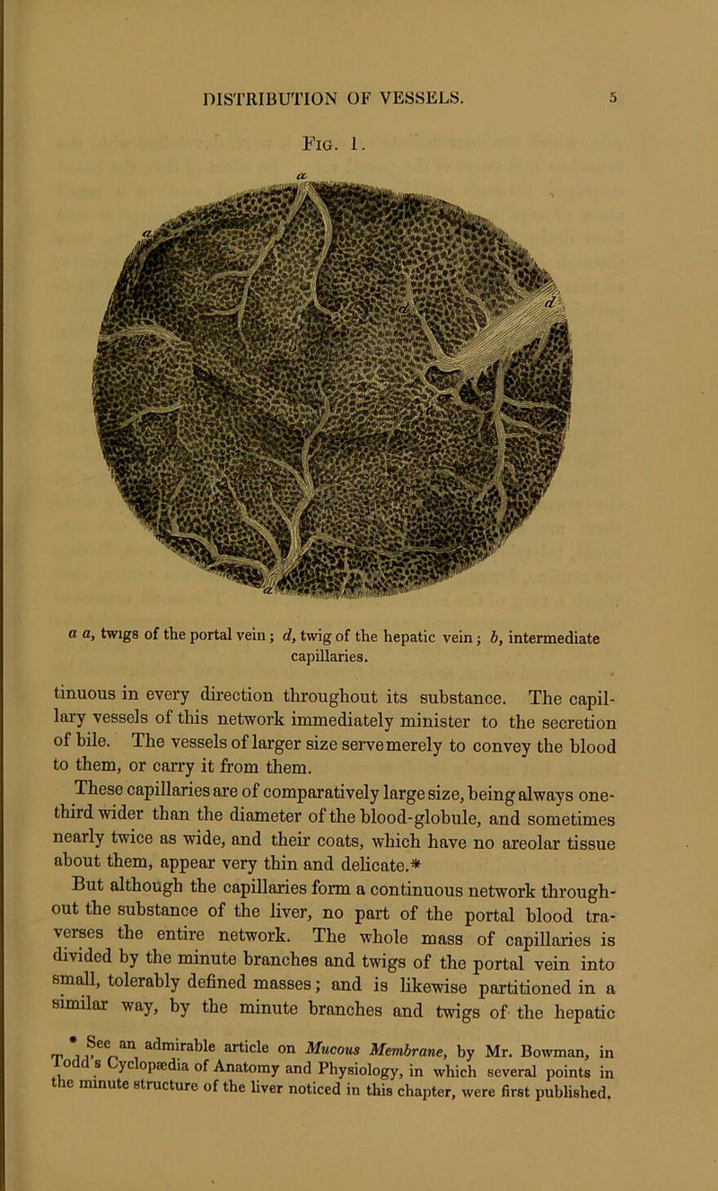 Fig. 1. a a, twigs of tlie portal vein; d, twig of the hepatic vein j b, intermediate capillaries. tinuous in every direction tlu’ougliout its substance. The capil- lary vessels of this network immediately minister to the secretion of bile. The vessels of larger size serve merely to convey the blood to them, or carry it from them. These capillaries are of comparatively large size, being always one- third wider than the diameter of the blood-globule, and sometimes nearly twice as wide, and their coats, which have no areolar tissue about them, appear very thin and dehcate.* But although the capillaries form a continuous network through- out the substance of the liver, no part of the portal blood tra- verses the entire network. The whole mass of capillaries is divided by the minute branches and twigs of the portal vein into small, tolerably defined masses; and is likewise partitioned in a similar way, by the minute branches and twigs of the hepatic T 1 admirable article on Mucous Membrane, by Mr. Bowman, in 1 Odd s Lyclopsedia of Anatomy and Physiology, in which several points in e nunute structure of the liver noticed in this chapter, were first published.