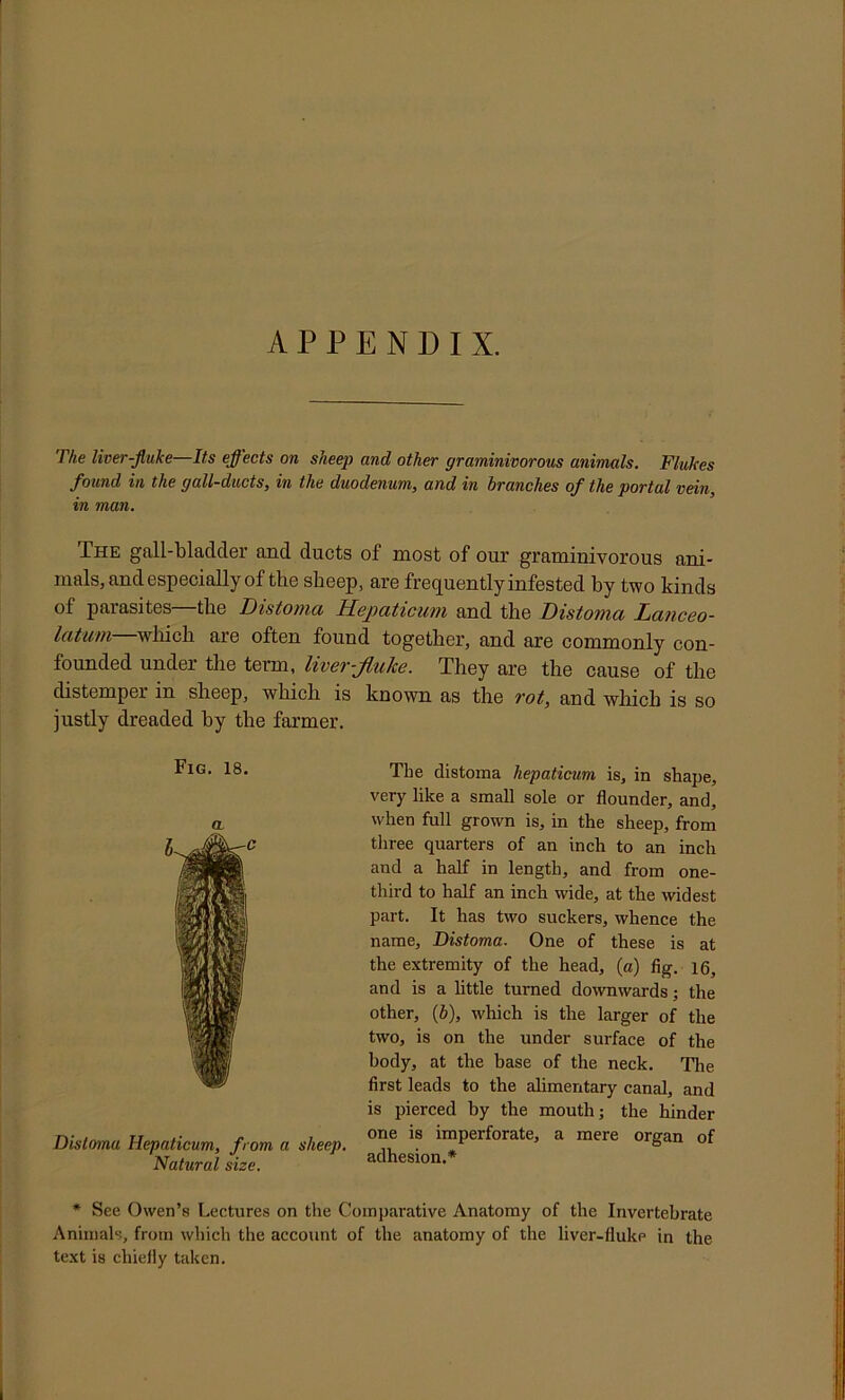 APPENDIX. rhe liver-fluke Its efl'ects on sheep and other graminivorous animals. Flukes found in the gall-ducts, in the duodenum, and in branches of the portal vein, in man. The gall-bladder and ducts of most of our graminivorous ani- mals, and especially of the sheep, are frequently infested by two kinds of parasites the Distoma Hejjaticum and the Distoma Lanceo- Icituni which are often found together, and are commonly con- founded under the term, liver-flxilce. They are the cause of the distemper in sheep, which is known as the rot, and which is so justly dreaded by the farmer. The distoma hepaticum is, in shape, very like a small sole or flounder, and, when full grown is, in the sheep, from tliree quarters of an inch to an inch and a half in length, and from one- third to half an inch wide, at the widest part. It has two suckers, whence the name, Distoma. One of these is at the extremity of the head, (a) fig. i6, and is a little turned downwards; the other, (b), which is the larger of the two, is on the under surface of the body, at the base of the neck. The first leads to the ahmentary canal, and is pierced by the mouth; the hinder one is imperforate, a mere organ of adhesion.* * See Owen’s Lectures on the Comparative Anatomy of the Invertebrate Animals, from which the account of the anatomy of the liver-fluke in the text is chiefly taken. Fig. 18. a Distoma Hepaticum, from a sheep. Natural size.