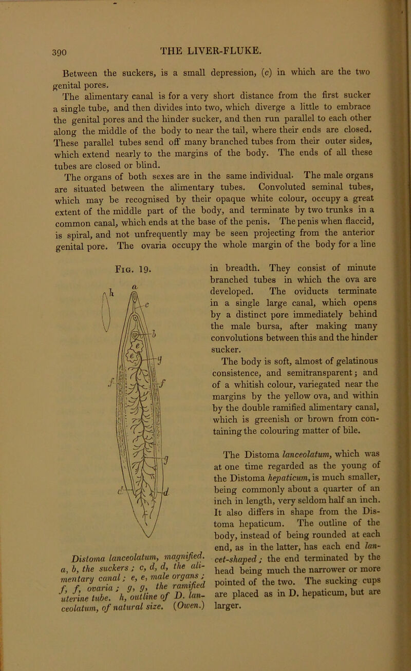 Between the suckers, is a small depression, (c) in which are the two genital pores. The alimentary canal is for a very short distance from the first sucker a single tube, and then divides into two, which diverge a little to embrace the genital pores and the hinder sucker, and then run parallel to each other along the middle of the body to near the tail, where their ends are closed. These parallel tubes send off many branched tubes from their outer sides, which extend nearly to the margins of the body. The ends of aU these tubes are closed or blind. The organs of both sexes are in the same individual. The male organs are situated between the alimentary tubes. Convoluted seminal tubes, which may be recognised by their opaque white colour, occupy a great extent of the middle part of the body, and terminate by two trunks in a common canal, which ends at the base of the penis. The penis when flaccid, is spiral, and not unfrequently may be seen projecting from the anterior genital pore. The ovaria occupy the whole margin of the body for a hne Fig. 19. Disloma lanceolatum, magnified, a, b, the suckers : c, d, d, the ali- mentary canal; e, e, male organs j f, f, ovaria: g> g> ramified uterine tube, h, outline of D. lan- ceolatum, of natural size. {Owen.) in breadth. They consist of minute branched tubes in which the ova are developed. The oviducts terminate in a single large canal, which opens by a distinct pore immediately behind the male bursa, after making many convolutions between this and the hinder sucker. The body is soft, almost of gelatinous consistence, and semitransparent; and of a whitish colour, variegated near the margins by the yellow ova, and within by the double ramified alimentary canal, which is greenish or brown from con- taining the colouring matter of bile. The Distoma lanceolatum, which was at one time regarded as the young of the Distoma hepaticum, is much smaller, being commonly about a quarter of an inch in length, very seldom half an inch. It also differs in shape from the Dis- toma hepaticum. The outline of the body, instead of being rounded at each end, as in the latter, has each end lan- cet-shaped; the end terminated by the head being much the narrower or more pointed of the two. The sucking cups are placed as in D. hepaticum, but are larger.